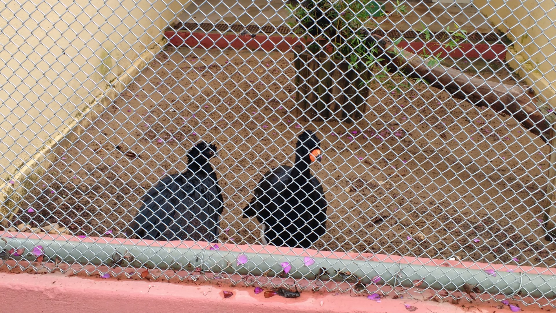 Curassow exhibit - Belo Horizonte zoo