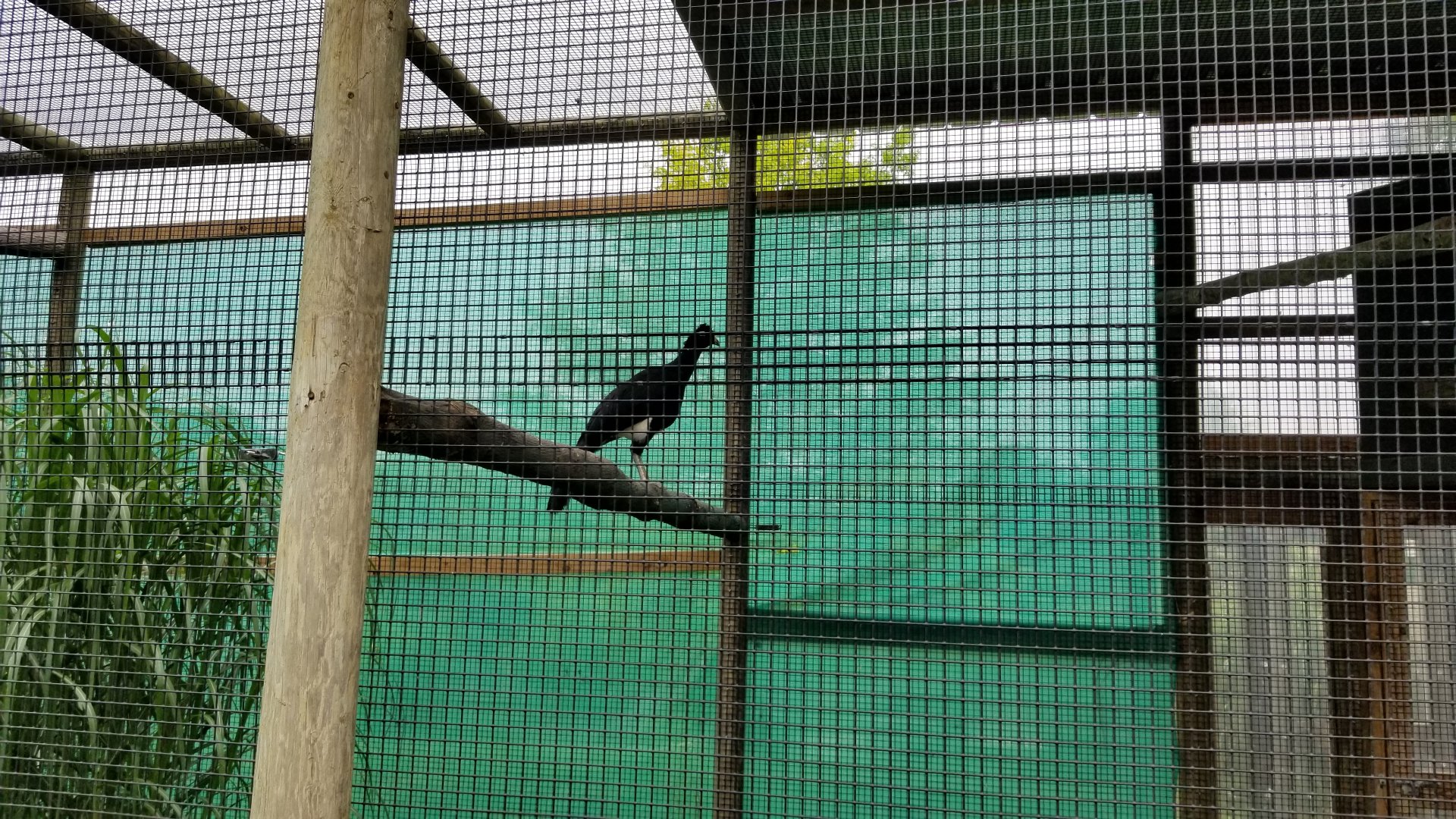 Curassow ID?