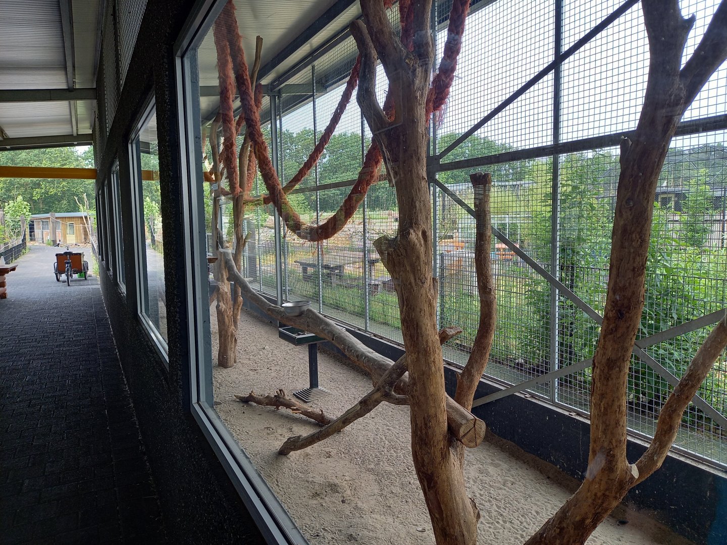 Curassow - Macaw enclosure