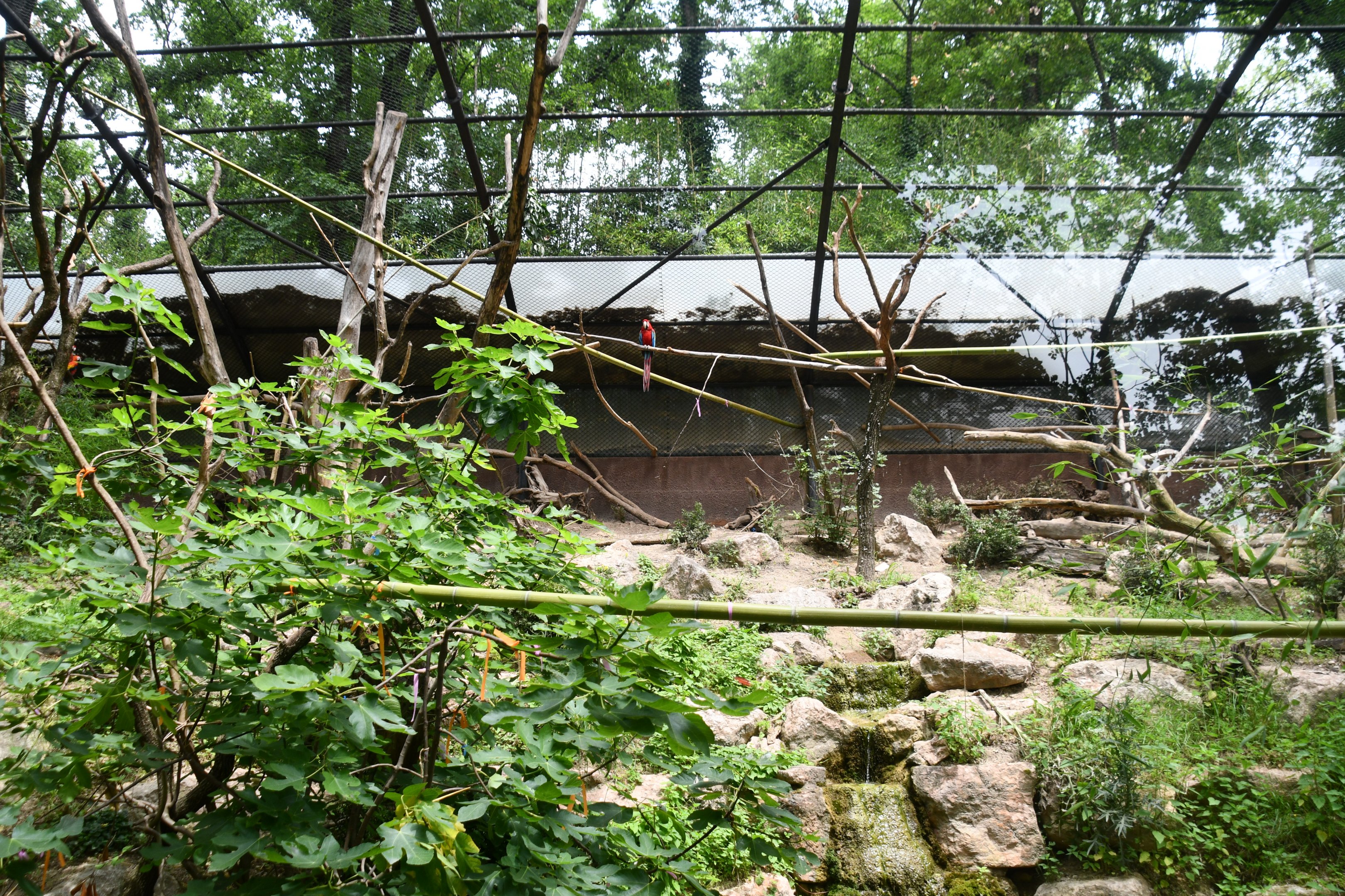Curassow/Macaws aviary