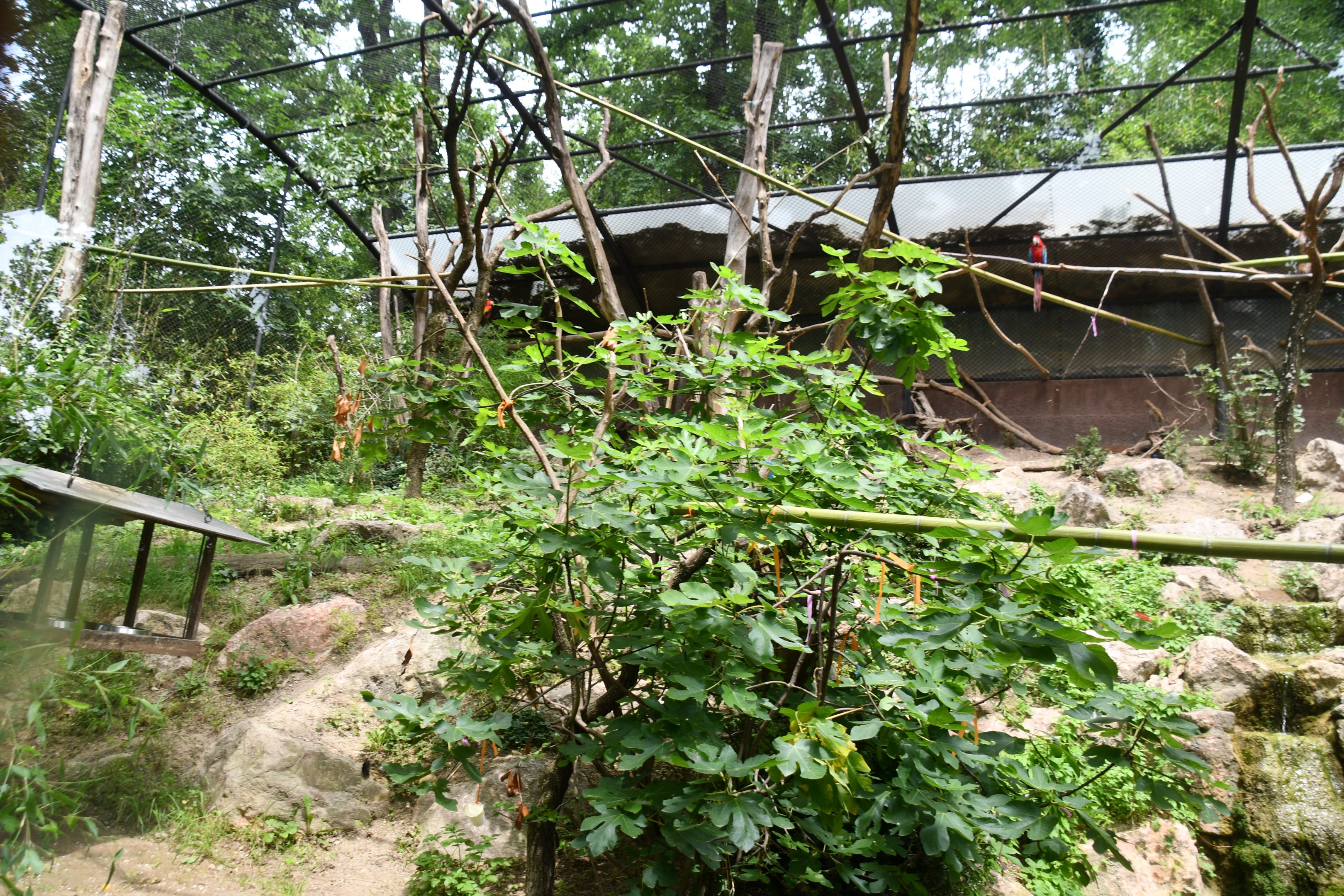 Curassow/Macaws aviary