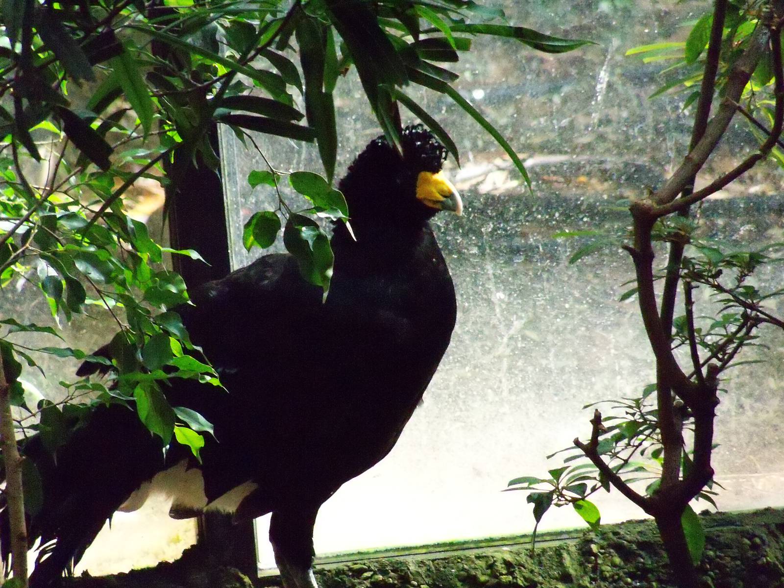 Curassow