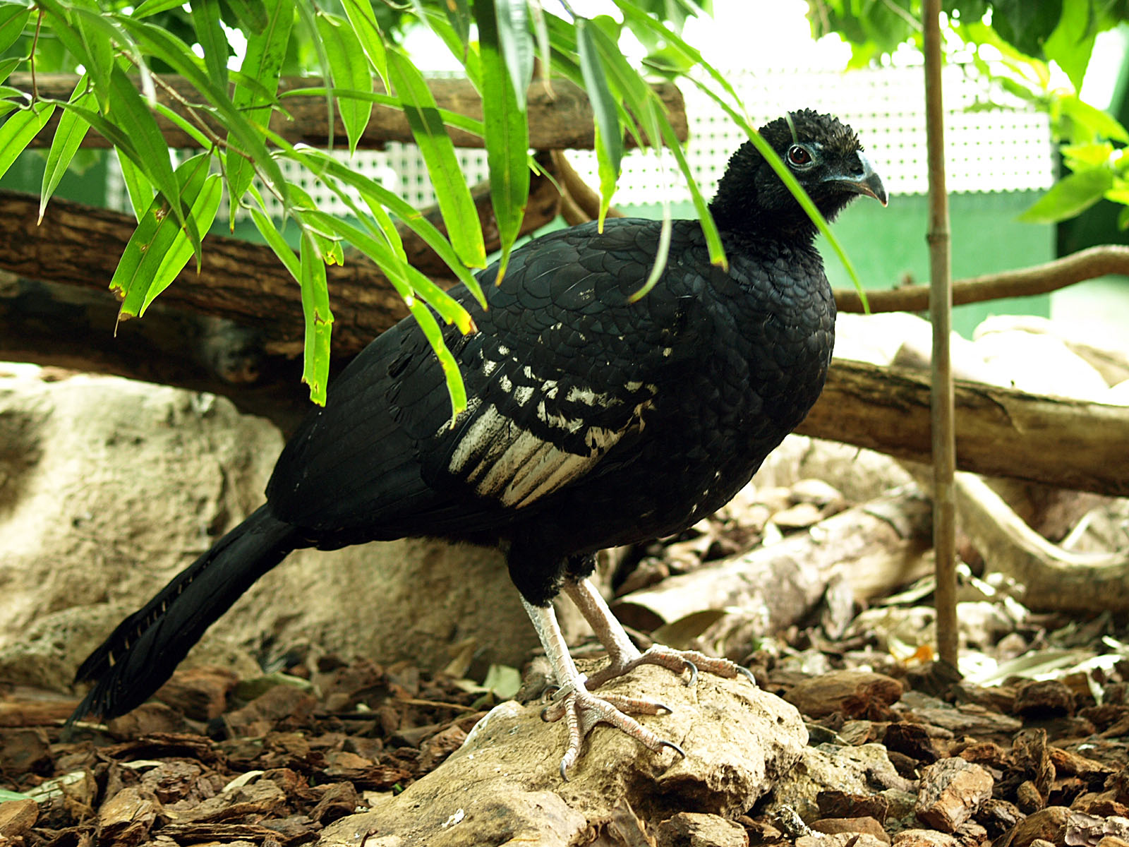 Curassow