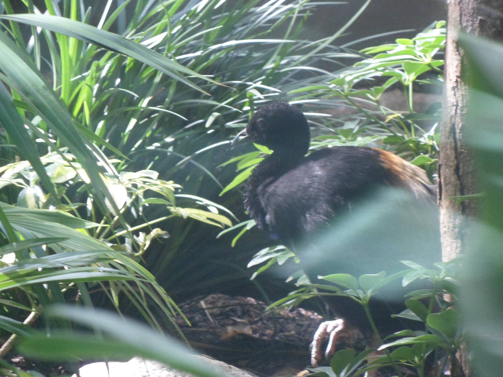 Curassow