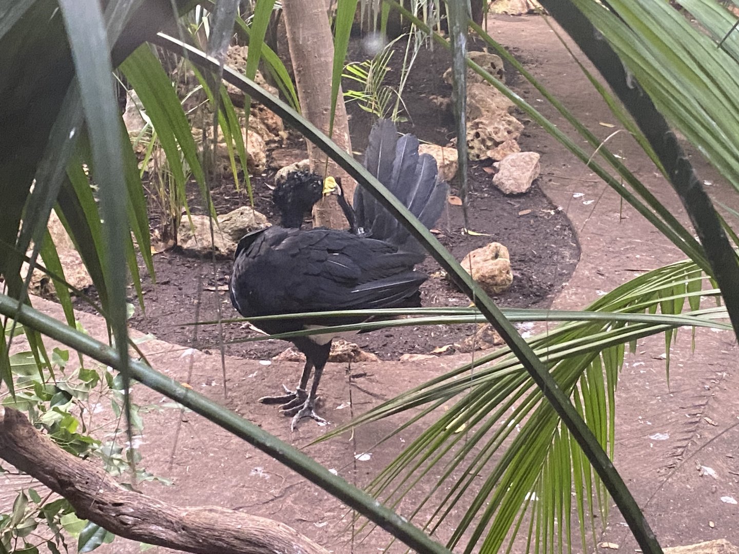 Curassow