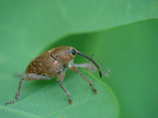 Curculio glandium