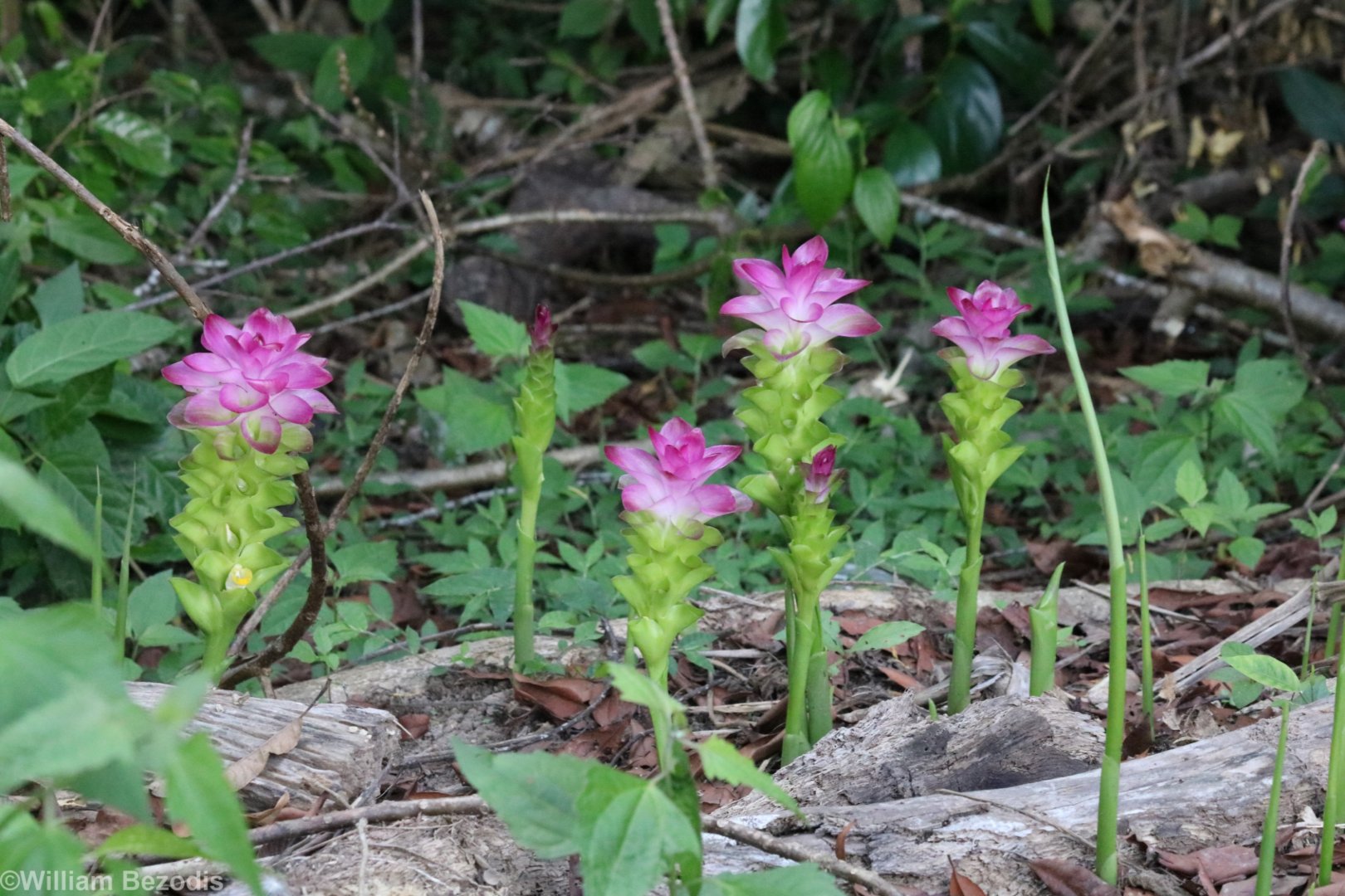 Curcuma sessilis - Khao Yai National Park