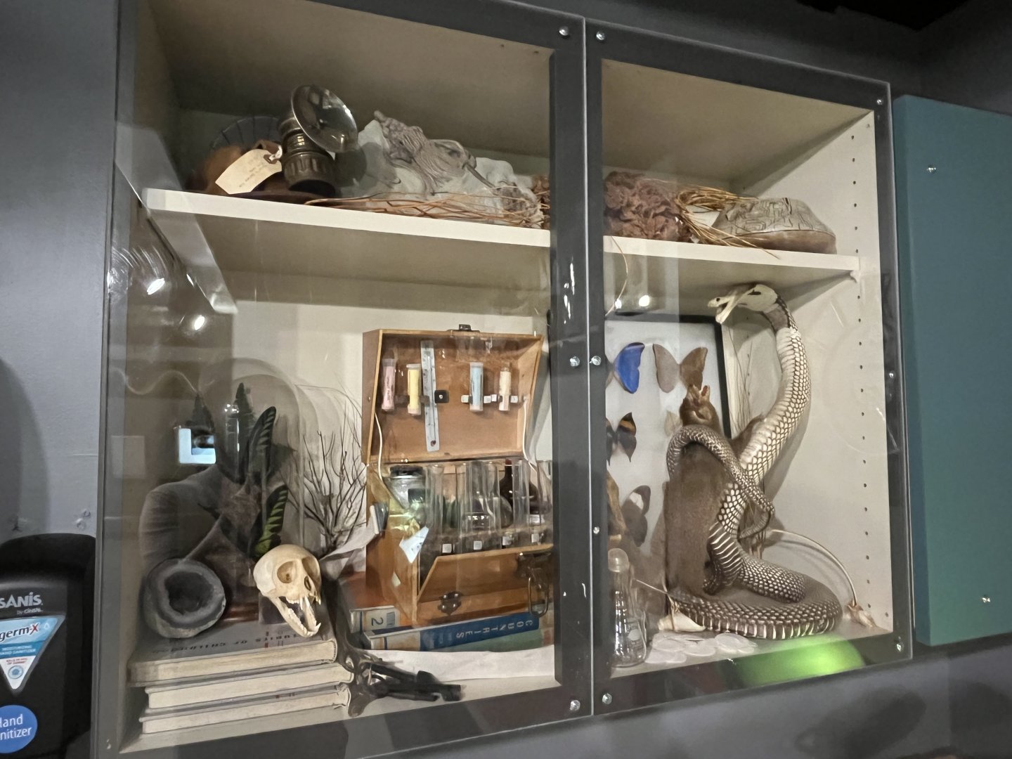 Curio Cabinet in Herp Lab