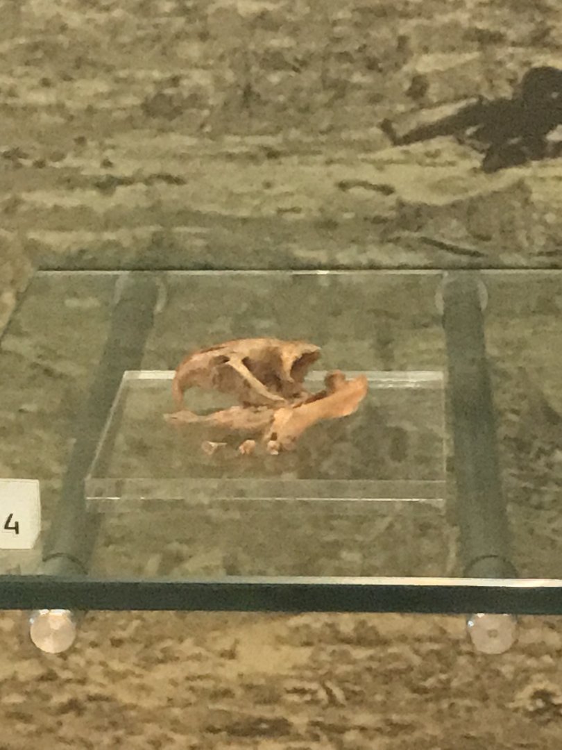 Curio’s giant rice rat bones