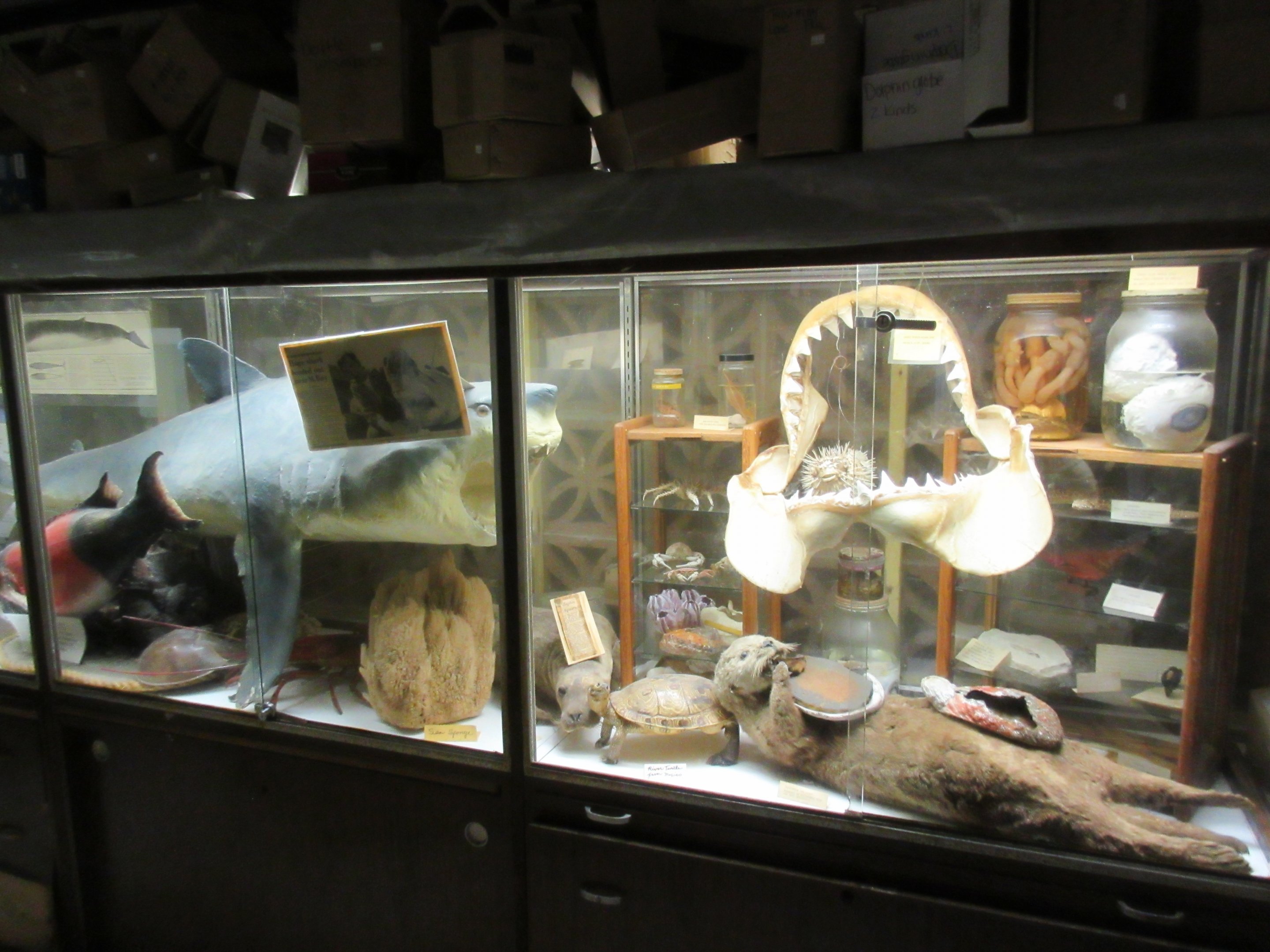 Curiosity Cabinet Display