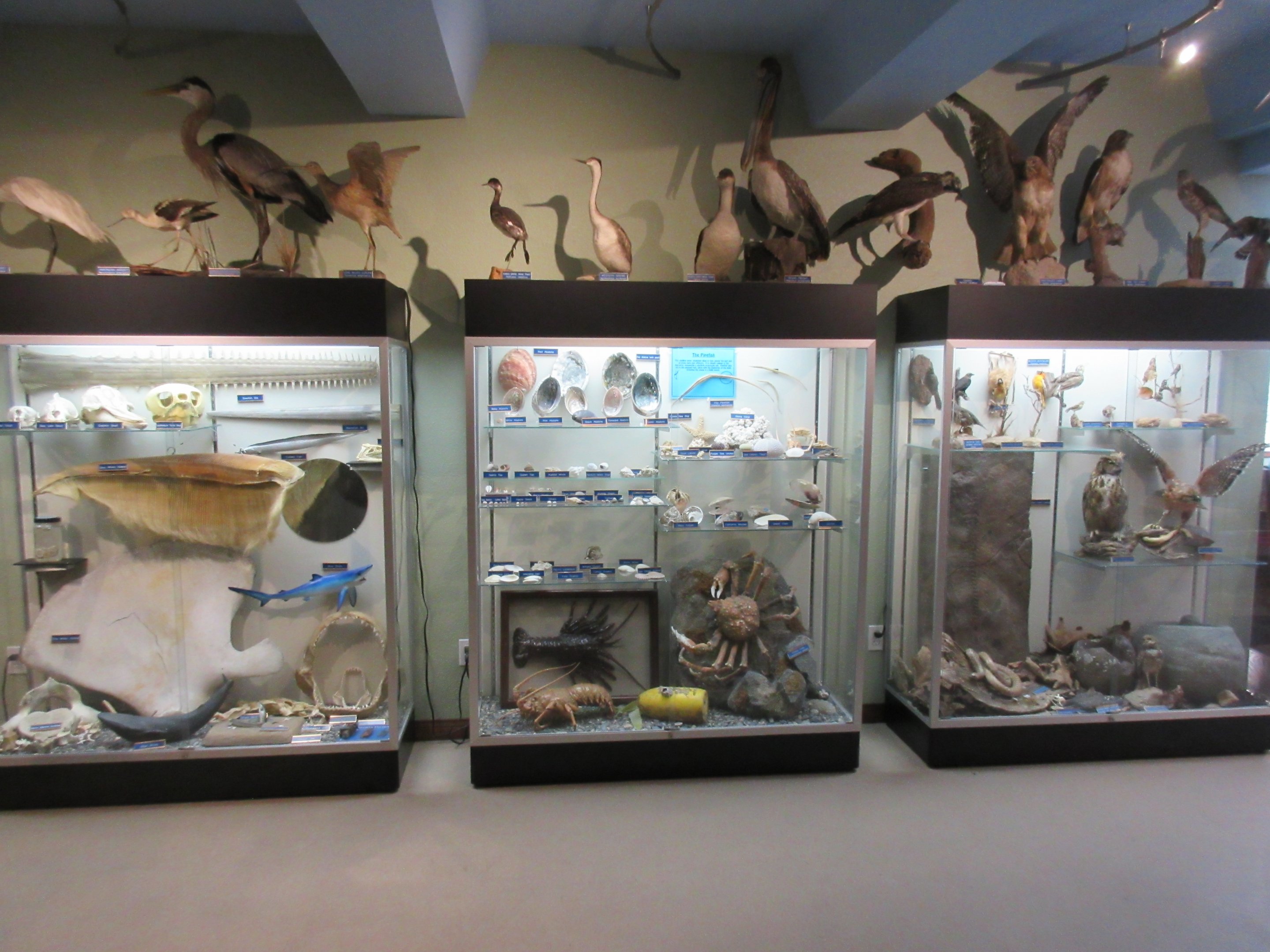 Curiosity Cabinets