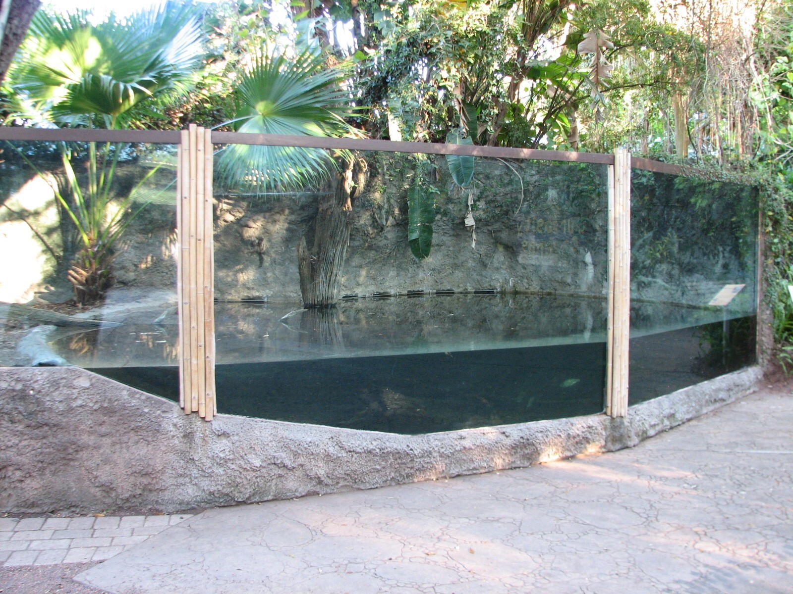 Curiosity Caverns - American Alligator and Turtle Exhibit