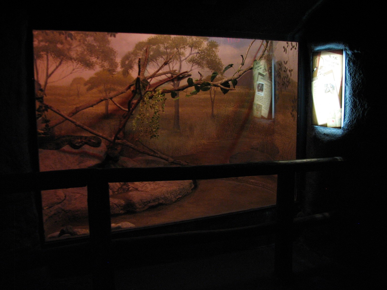 Curiosity Caverns - Anaconda Exhibit