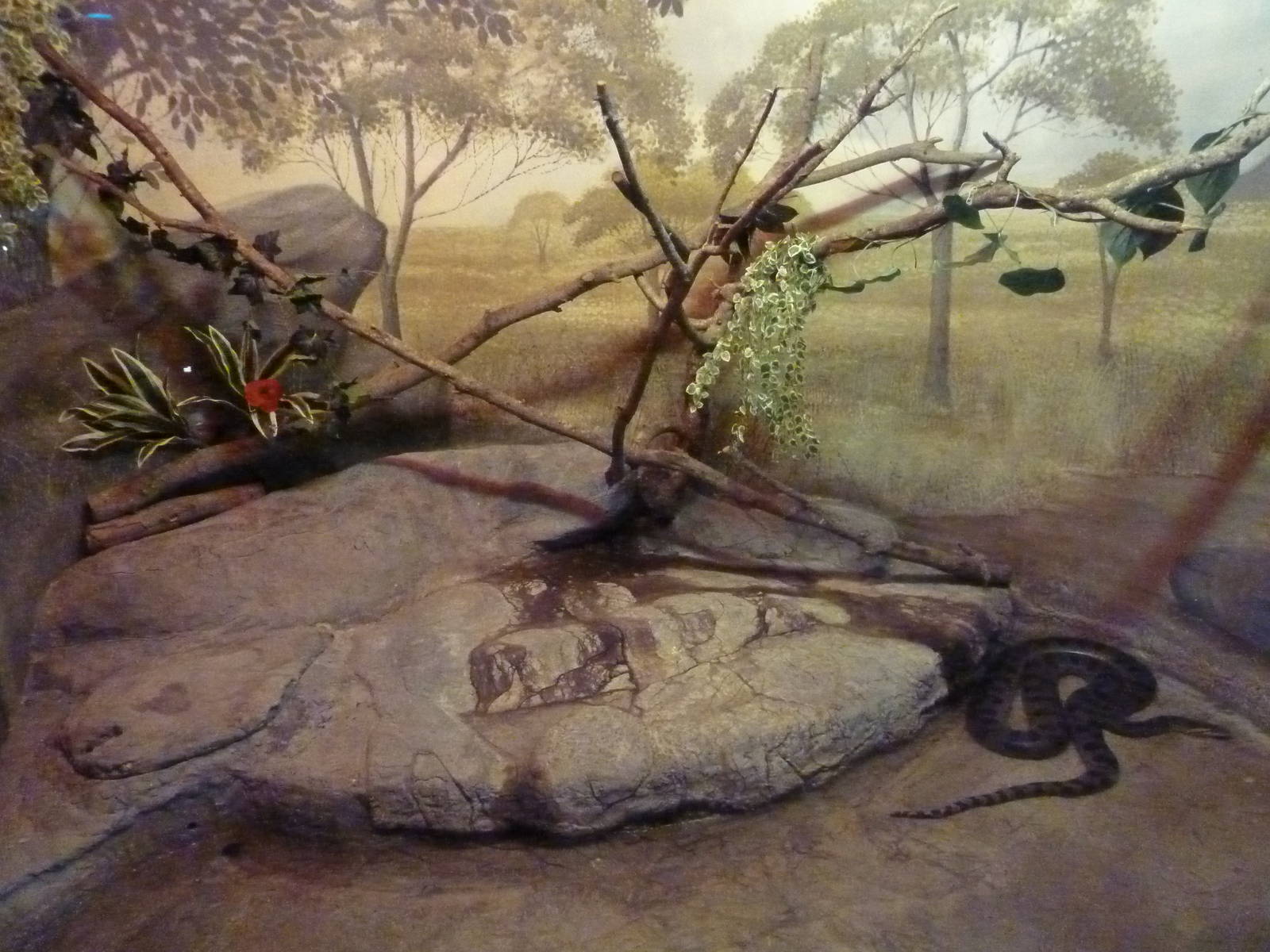 Curiosity Caverns - Anaconda Exhibit