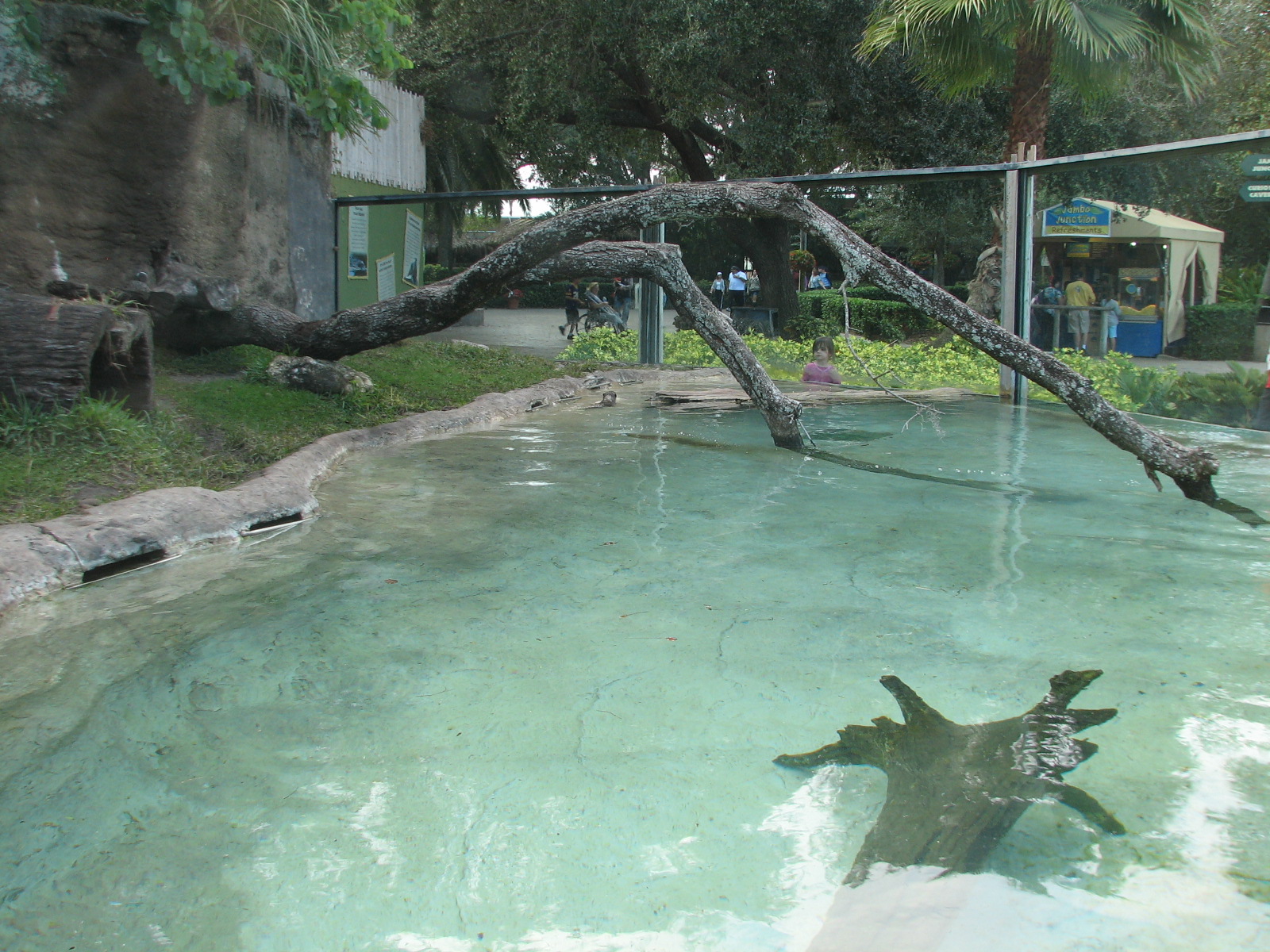 Curiosity Caverns - Asian Small-clawed Otter Exhibit