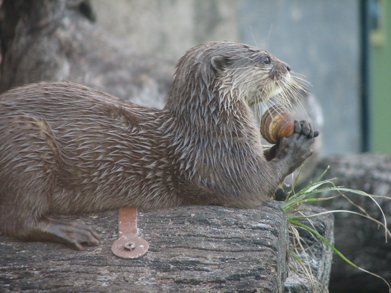 Curiosity Caverns - Asian Small-clawed Otter Exhibit