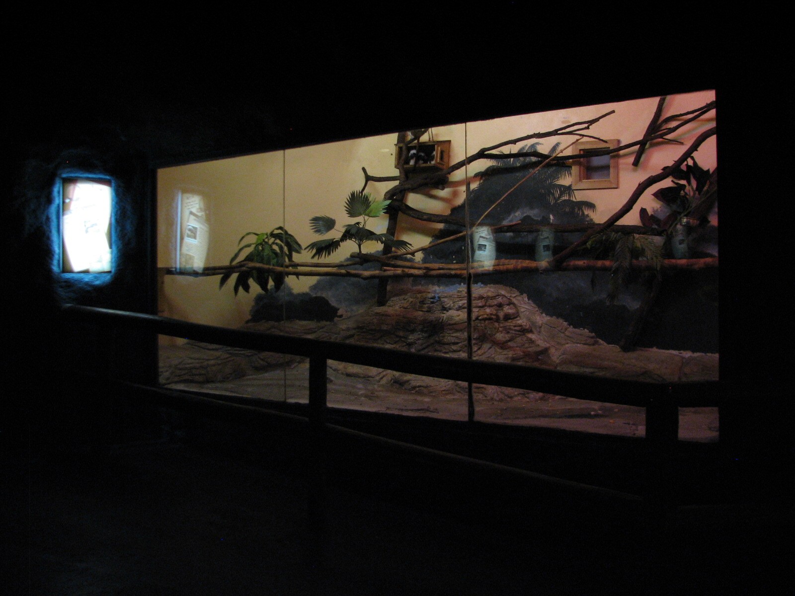 Curiosity Caverns - Cotton-top Tamarin Exhibit