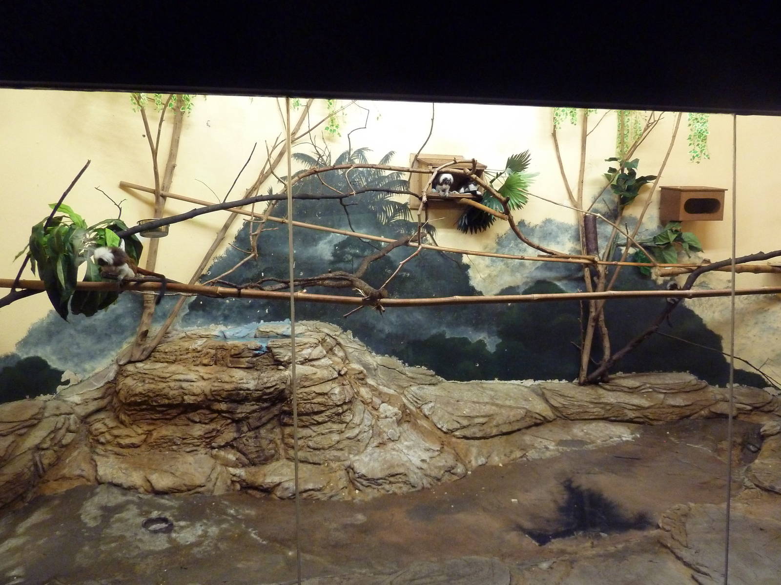 Curiosity Caverns - Cotton-Top Tamarin Exhibit