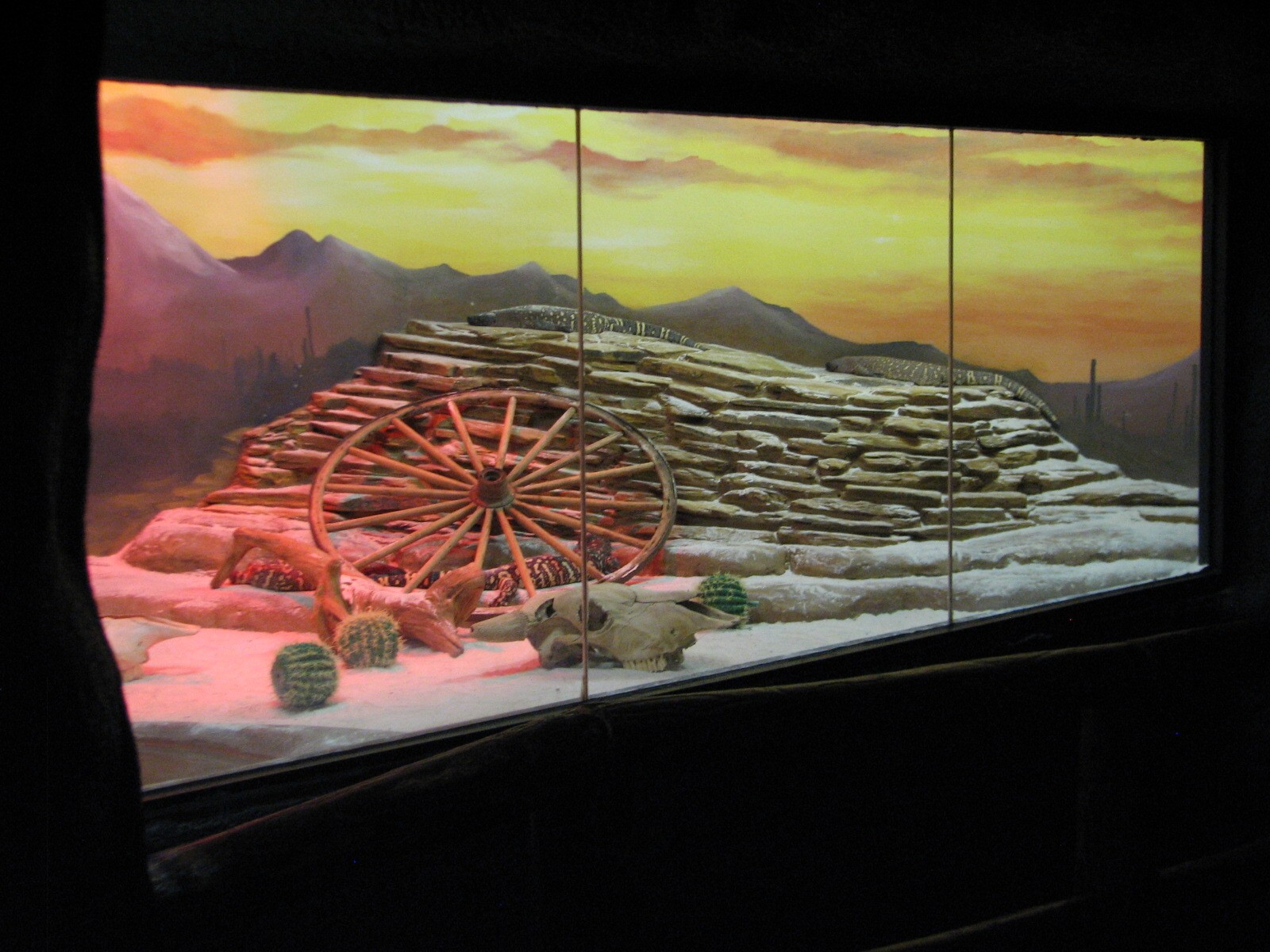 Curiosity Caverns - Gila Monster Exhibit