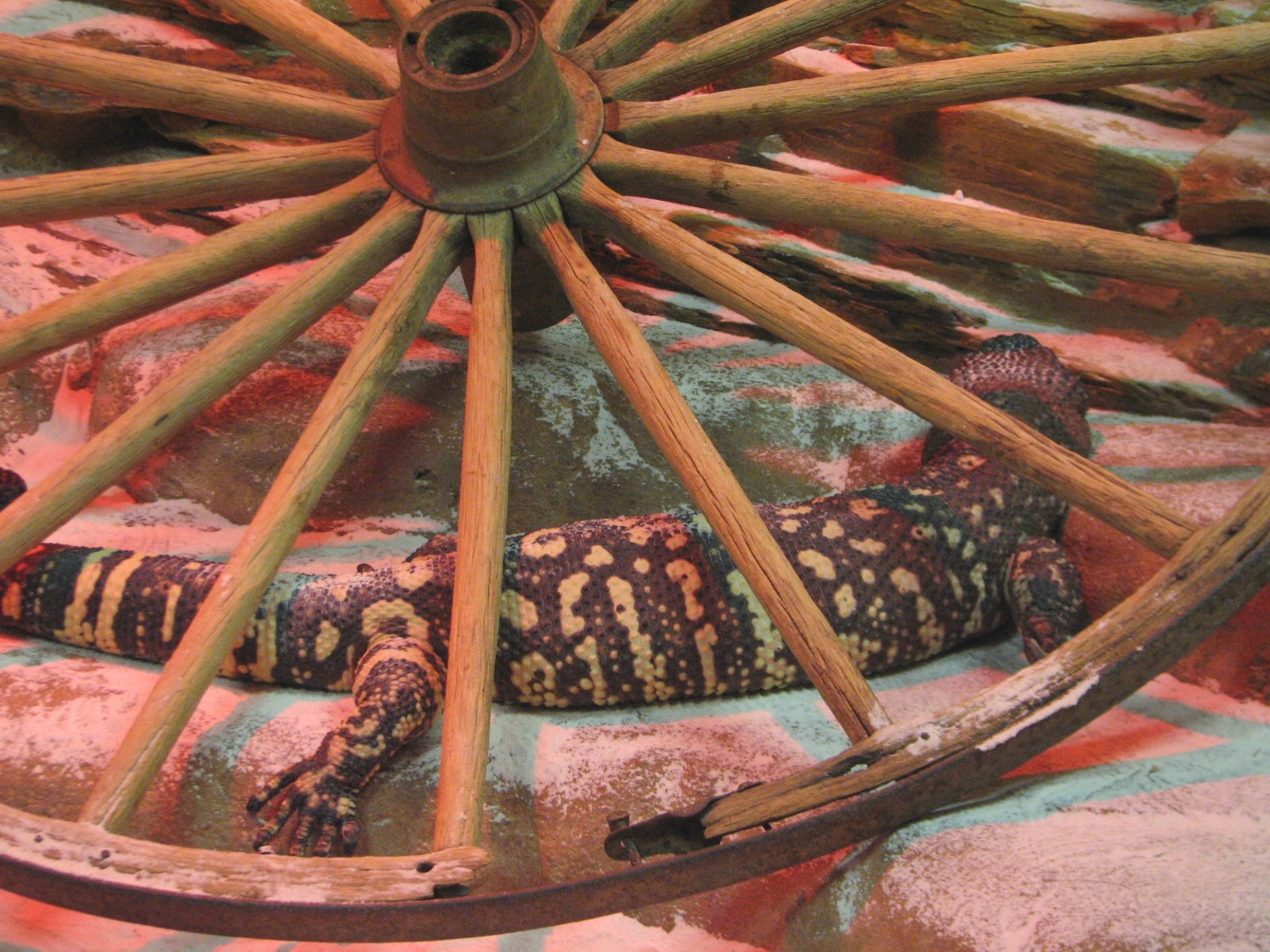 Curiosity Caverns - Gila Monster Exhibit