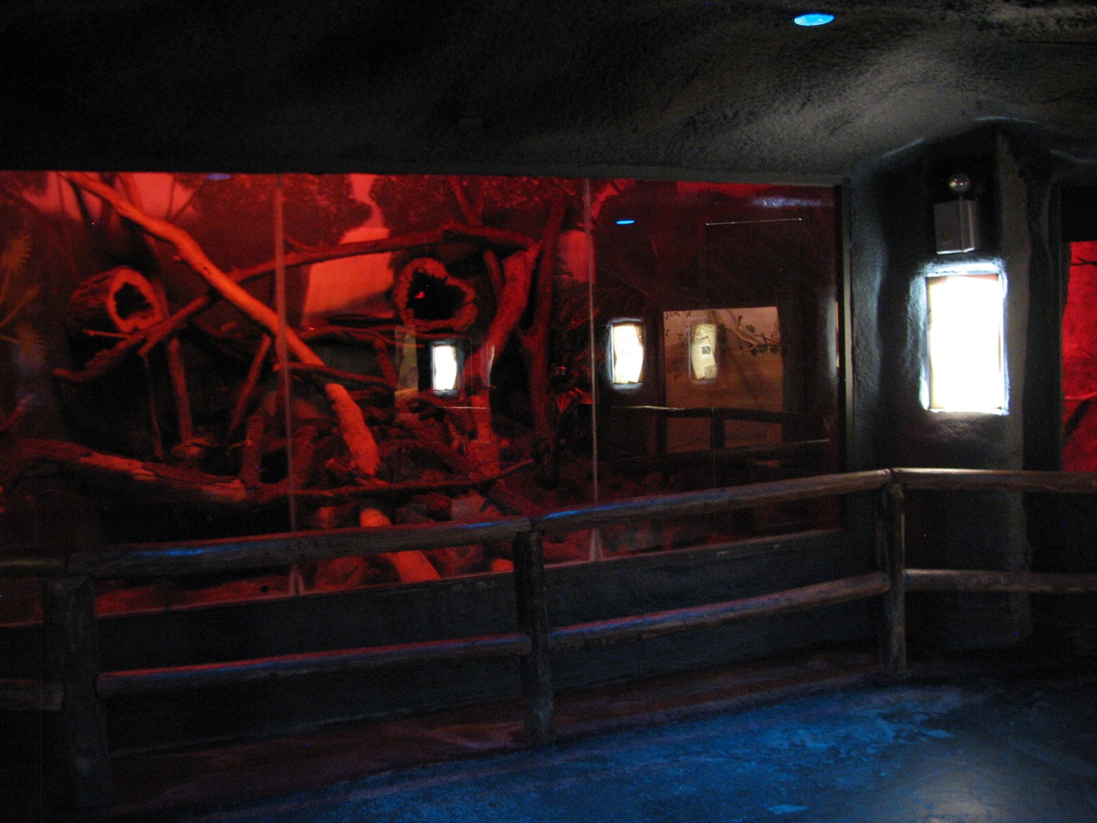 Curiosity Caverns - Greater Bush Baby Exhibit 1