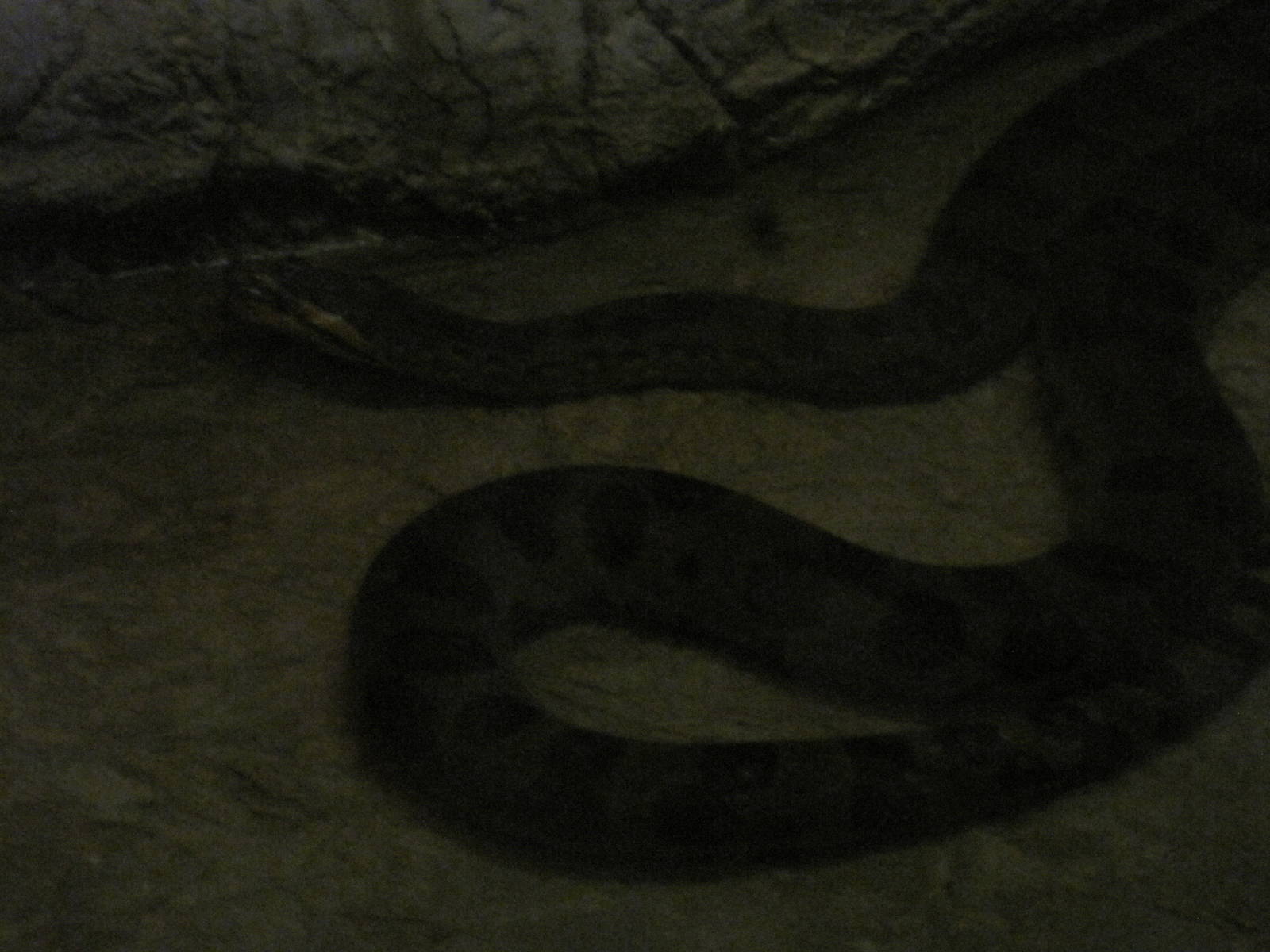 Curiosity Caverns- Green Anaconda