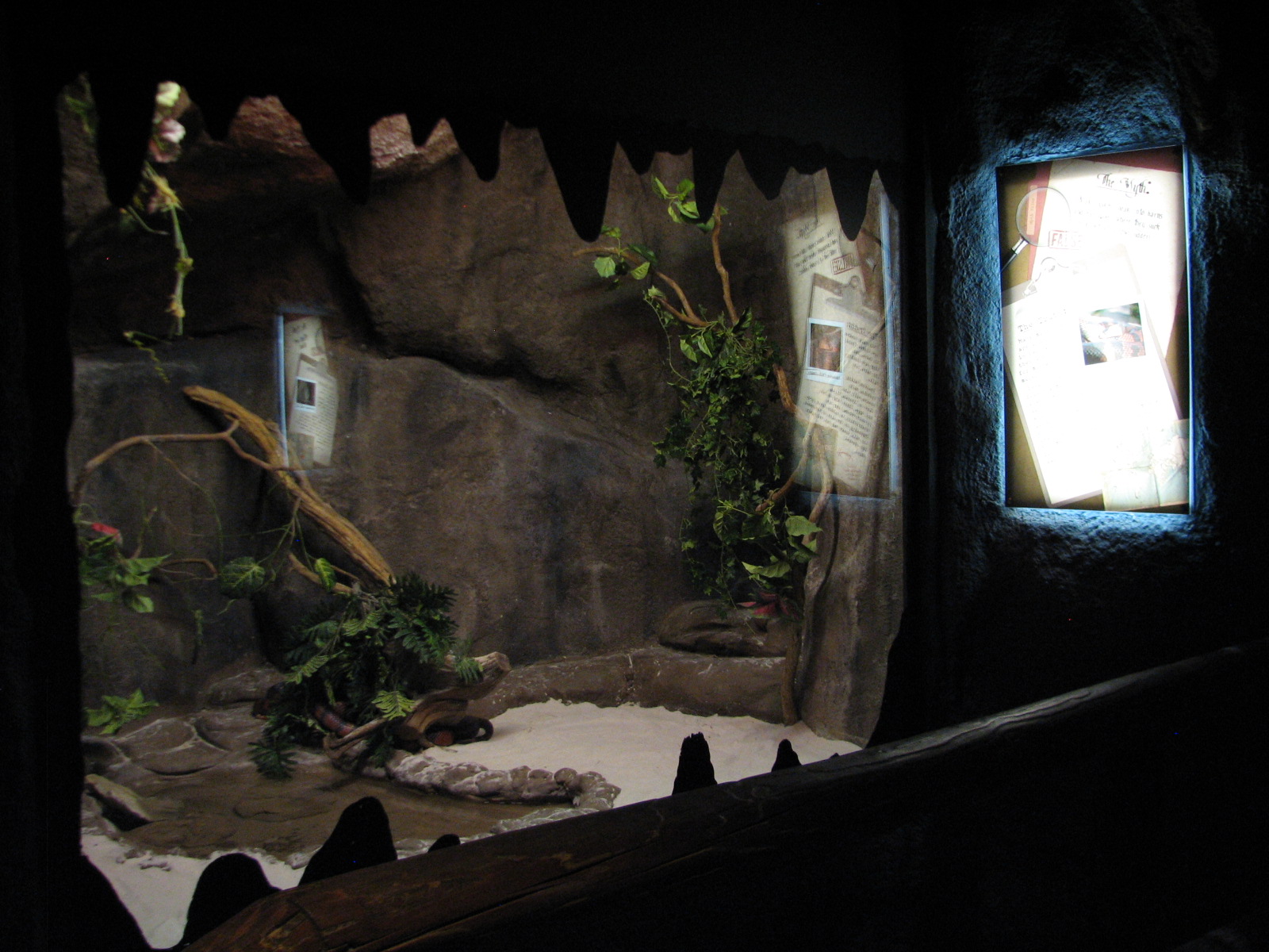 Curiosity Caverns - Honduran Milksnake Exhibit