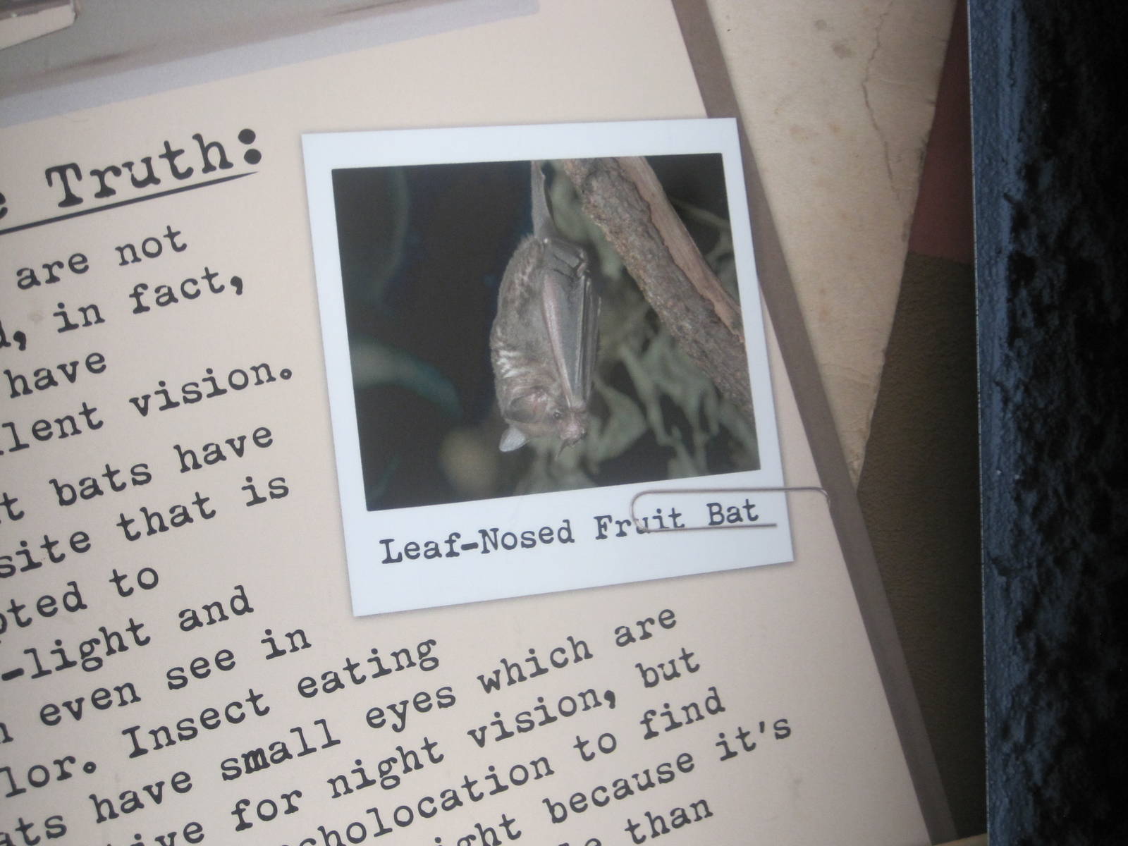 Curiosity Caverns- Leaf-Nosed Fruit Bat Signage