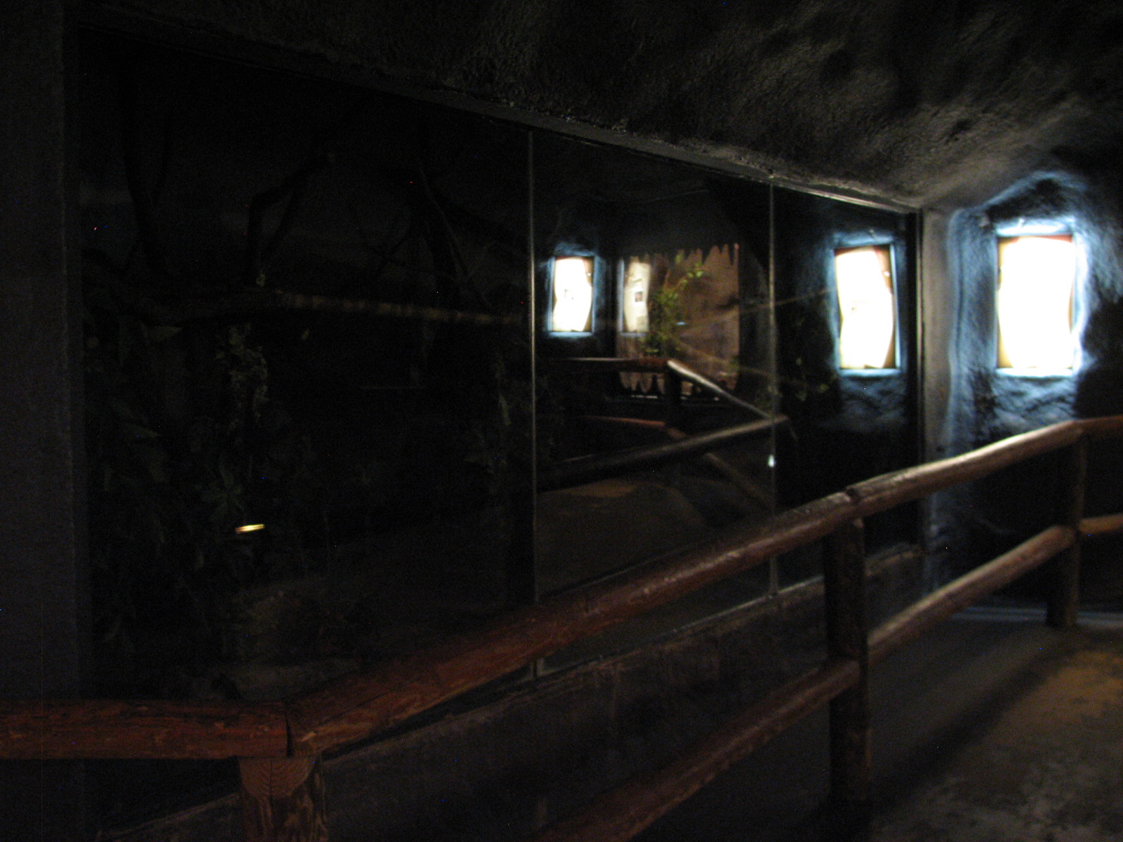 Curiosity Caverns - Mongoose Lemur Exhibit