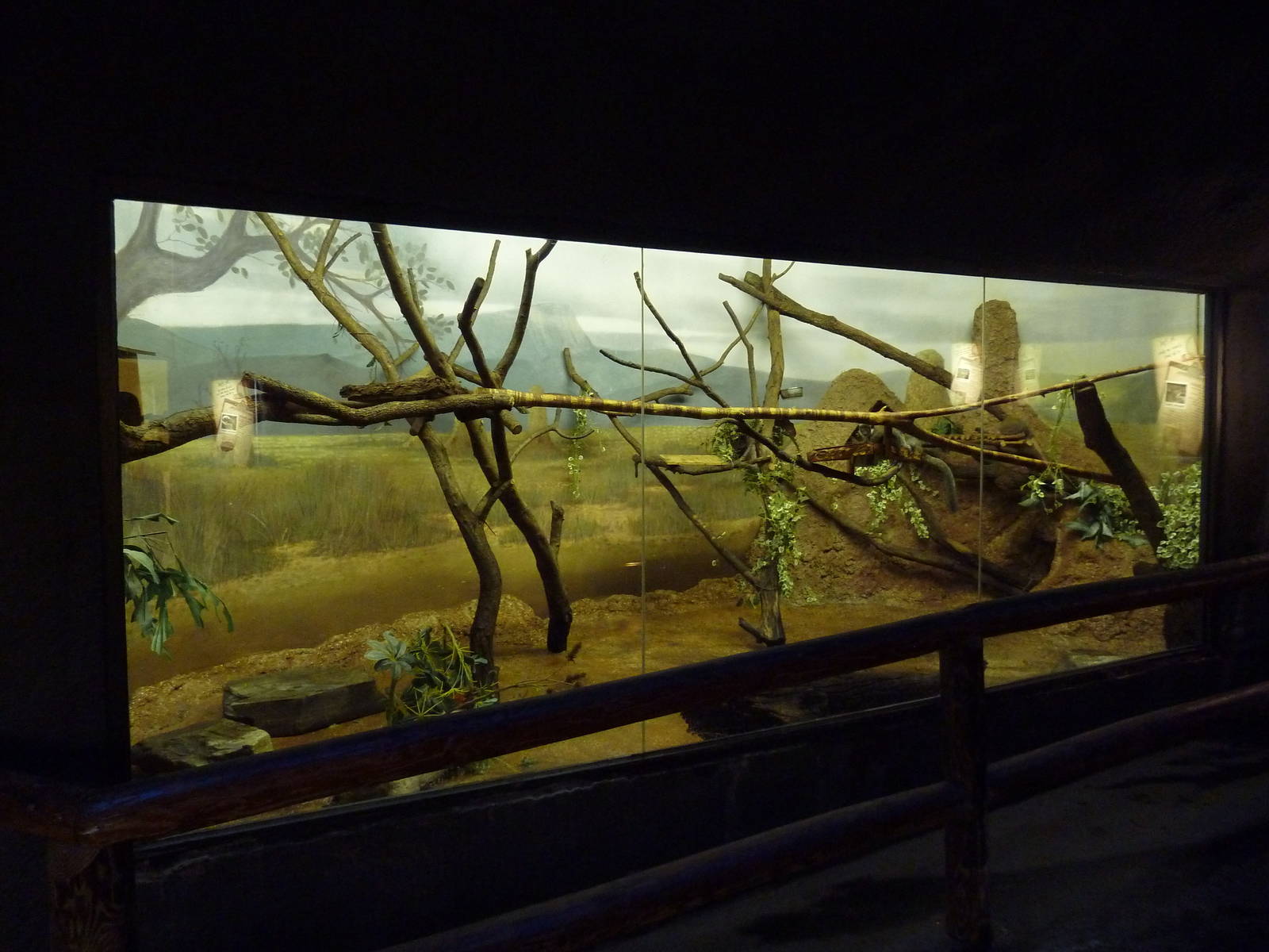 Curiosity Caverns - Mongoose Lemur Exhibit