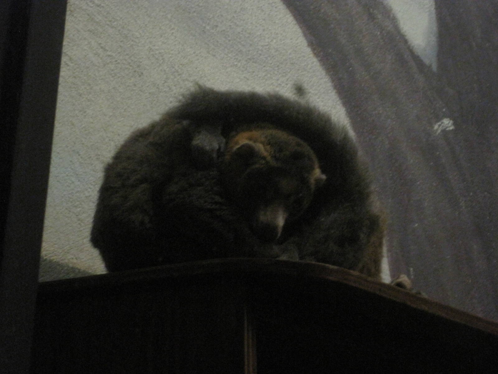 Curiosity Caverns- Mongoose Lemur