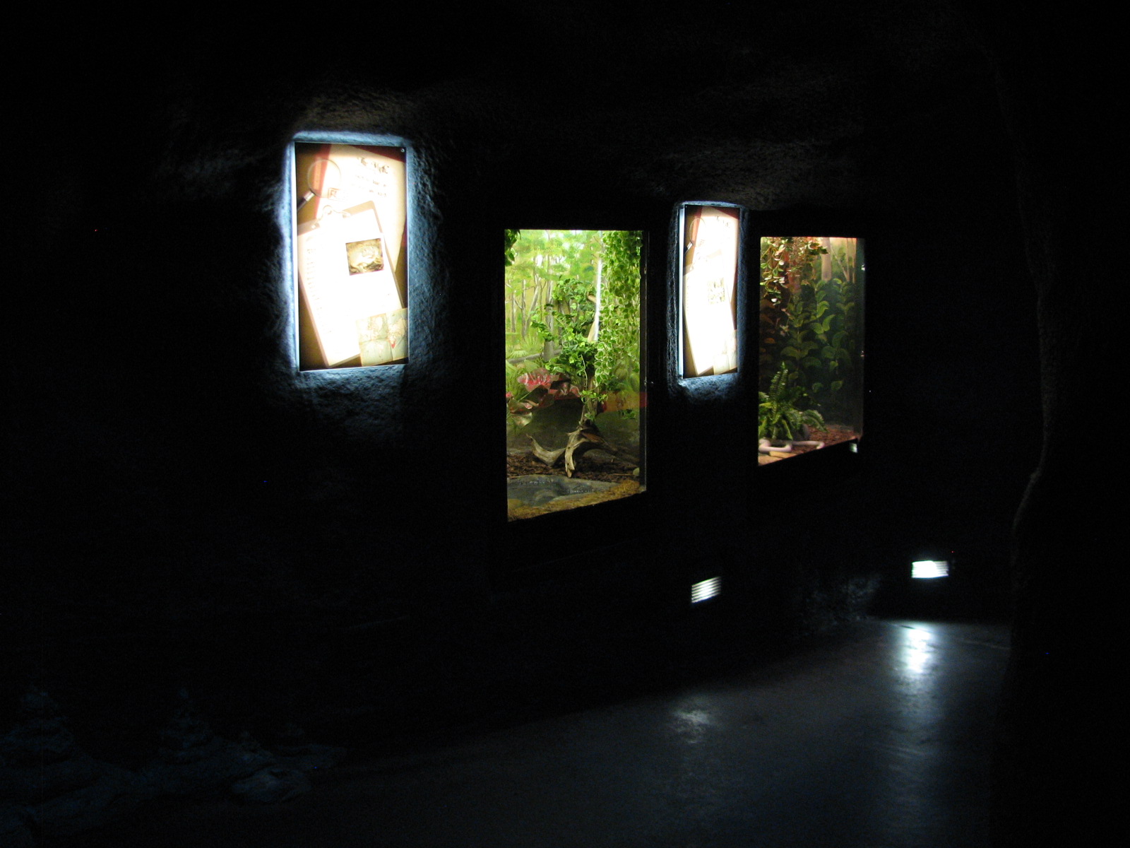 Curiosity Caverns - Pixie Frog and California Kingsnake Exhibits