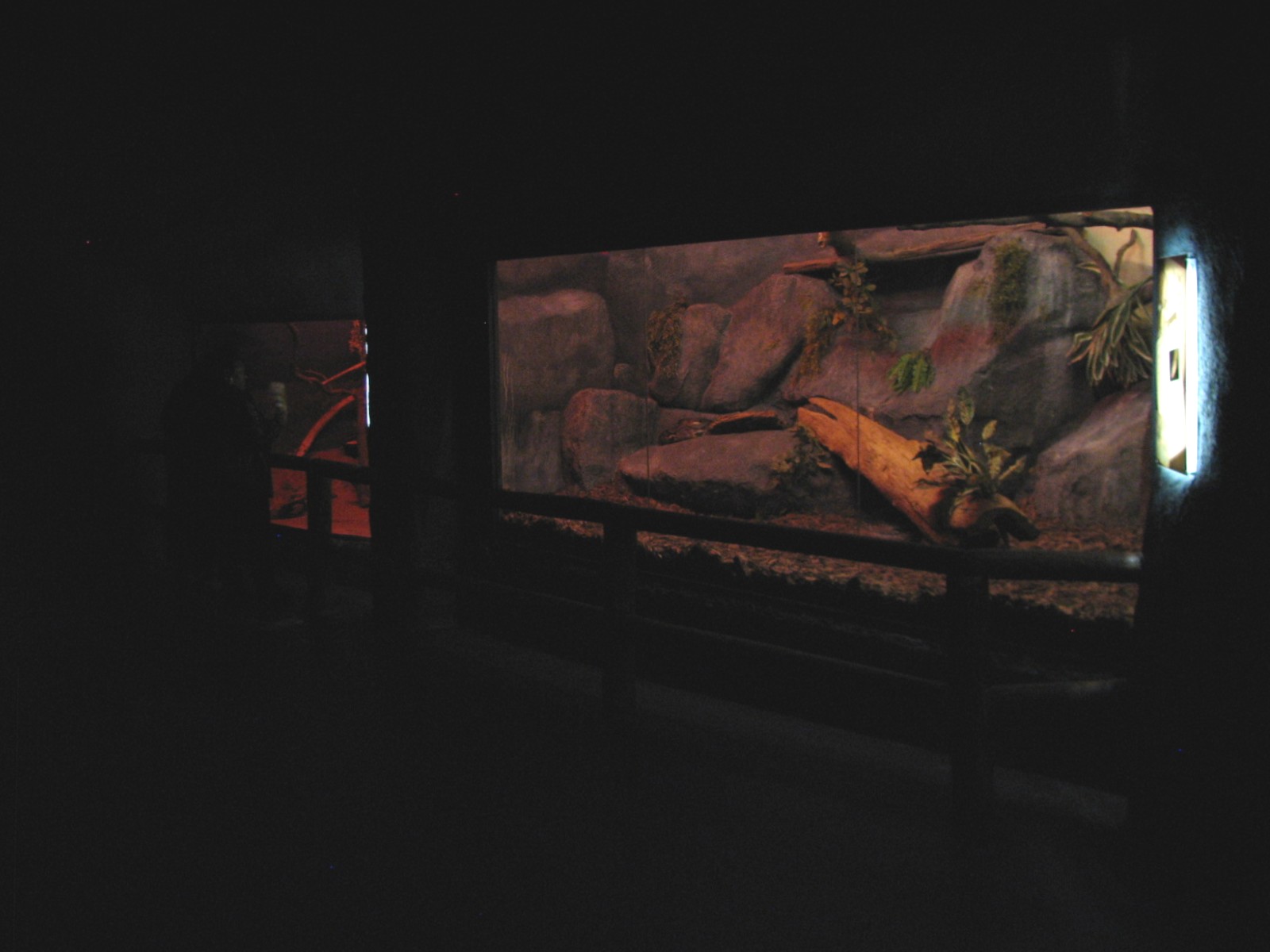 Curiosity Caverns - Reticulated Python Exhibit