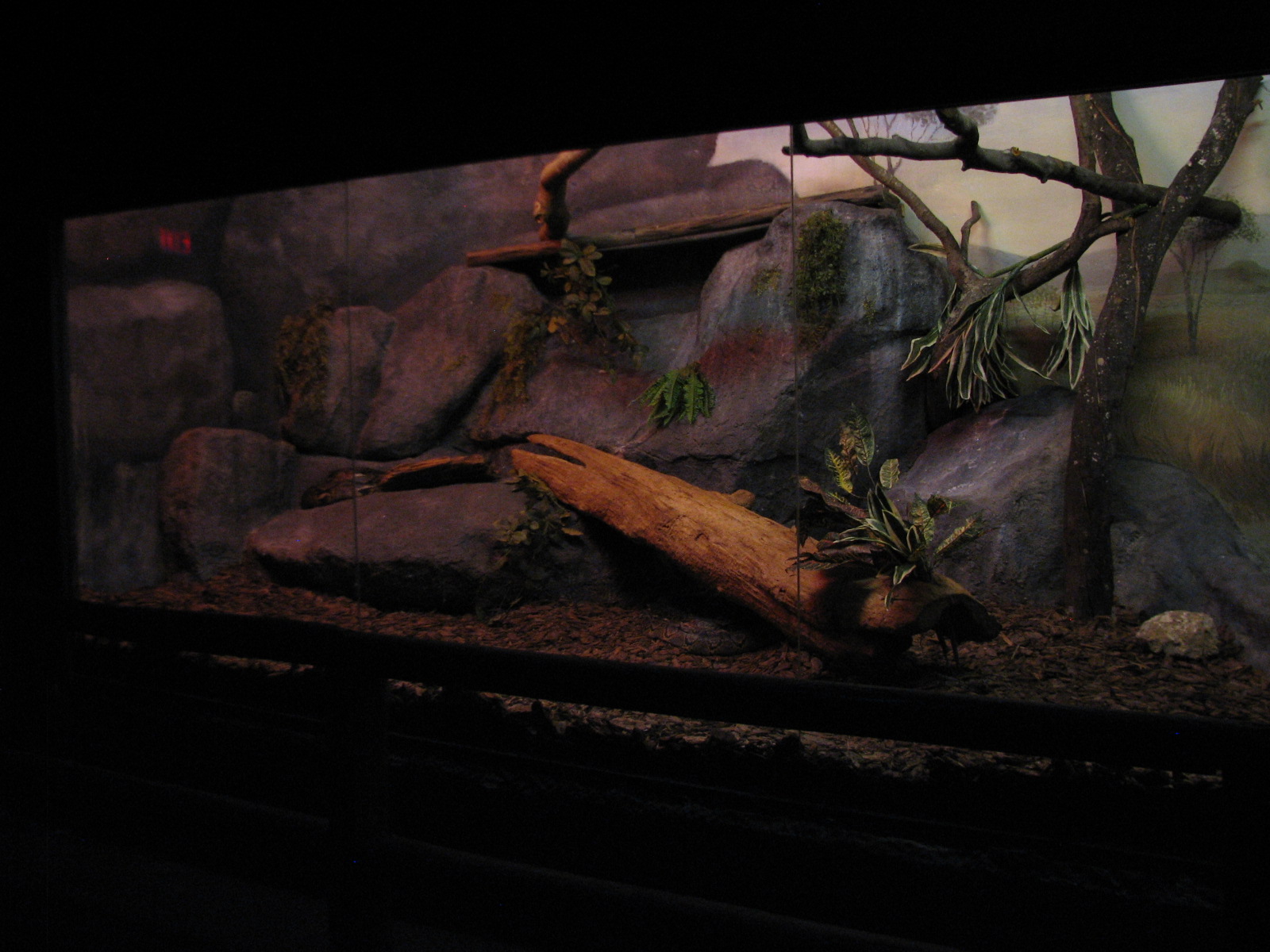 Curiosity Caverns - Reticulated Python Exhibit