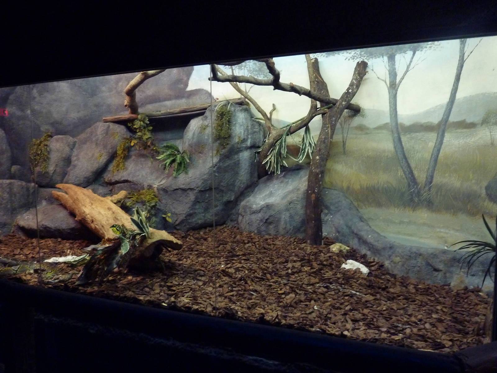 Curiosity Caverns - Reticulated Python Exhibit