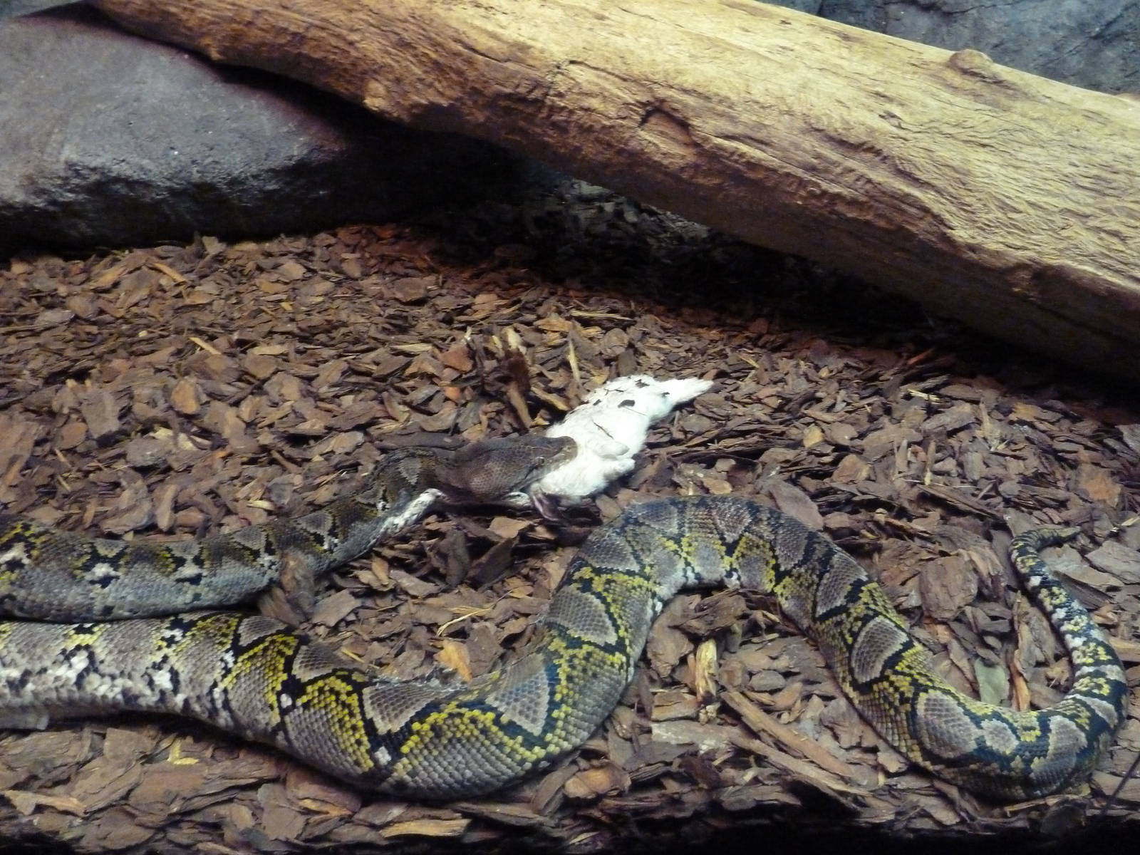 Curiosity Caverns - Reticulated Python