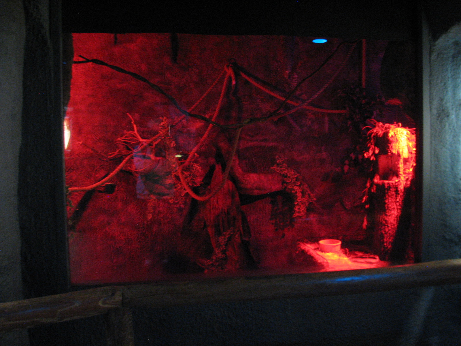 Curiosity Caverns - Sugar Glider Exhibit