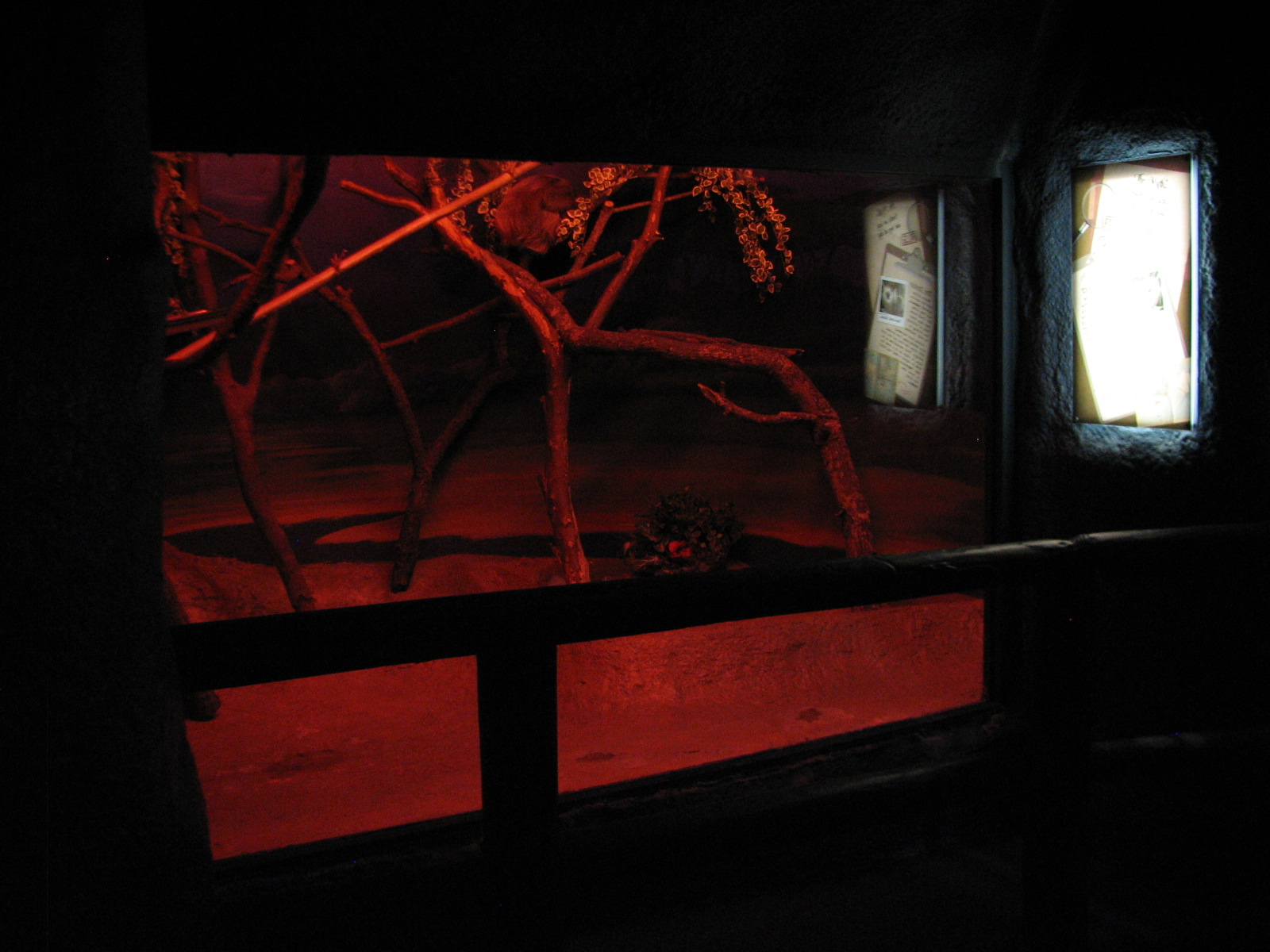 Curiosity Caverns - Two-toed Sloth Exhibit