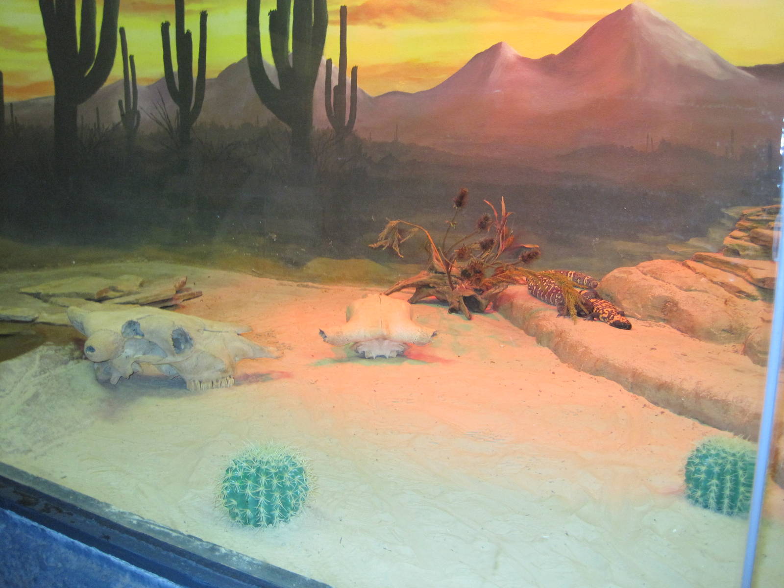 Curiosity Caverns- Venemous Lizard Exhibit