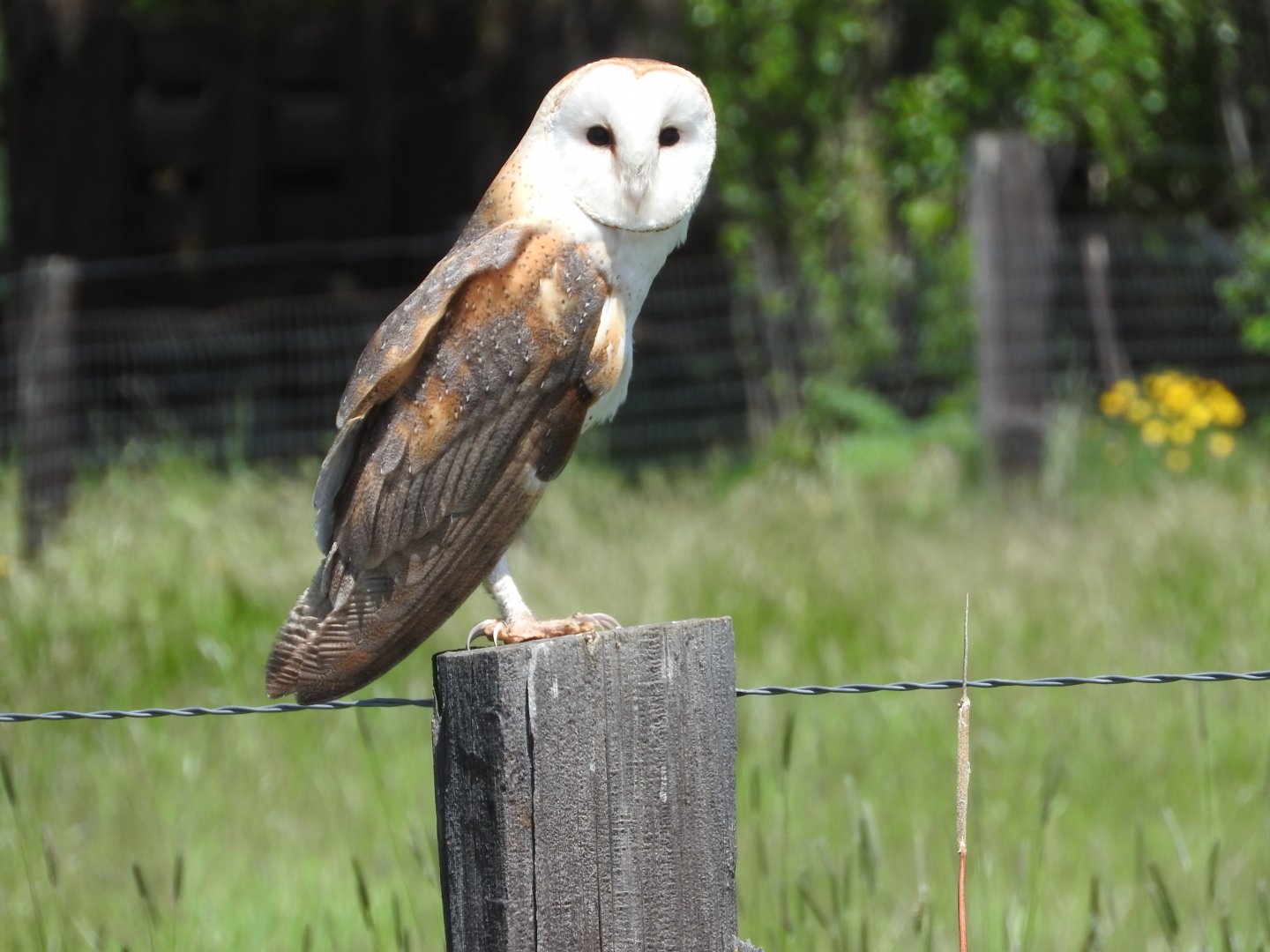 Curious Barn Owl