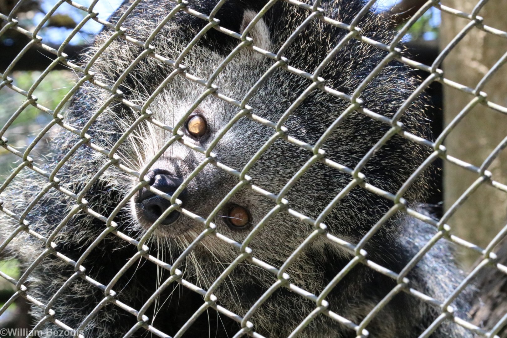 Curious Binturong