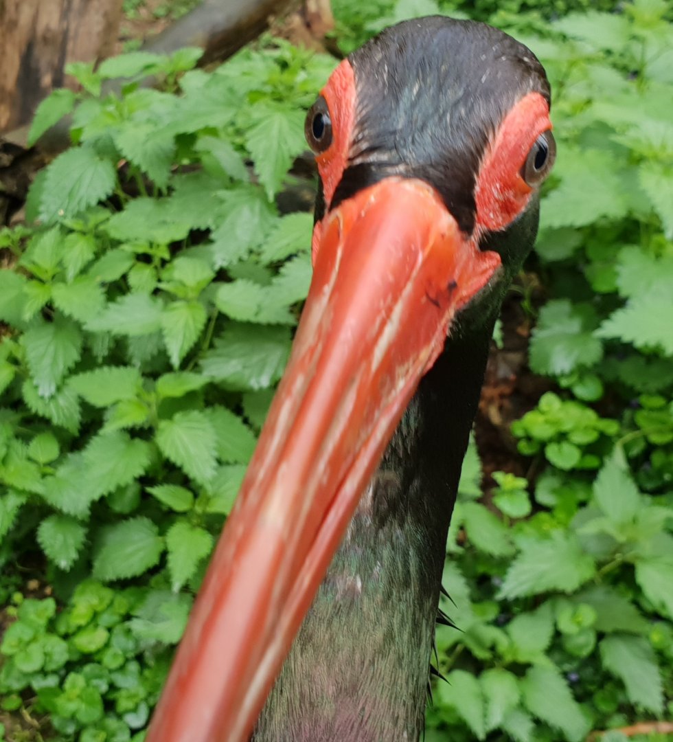 Curious Black stork