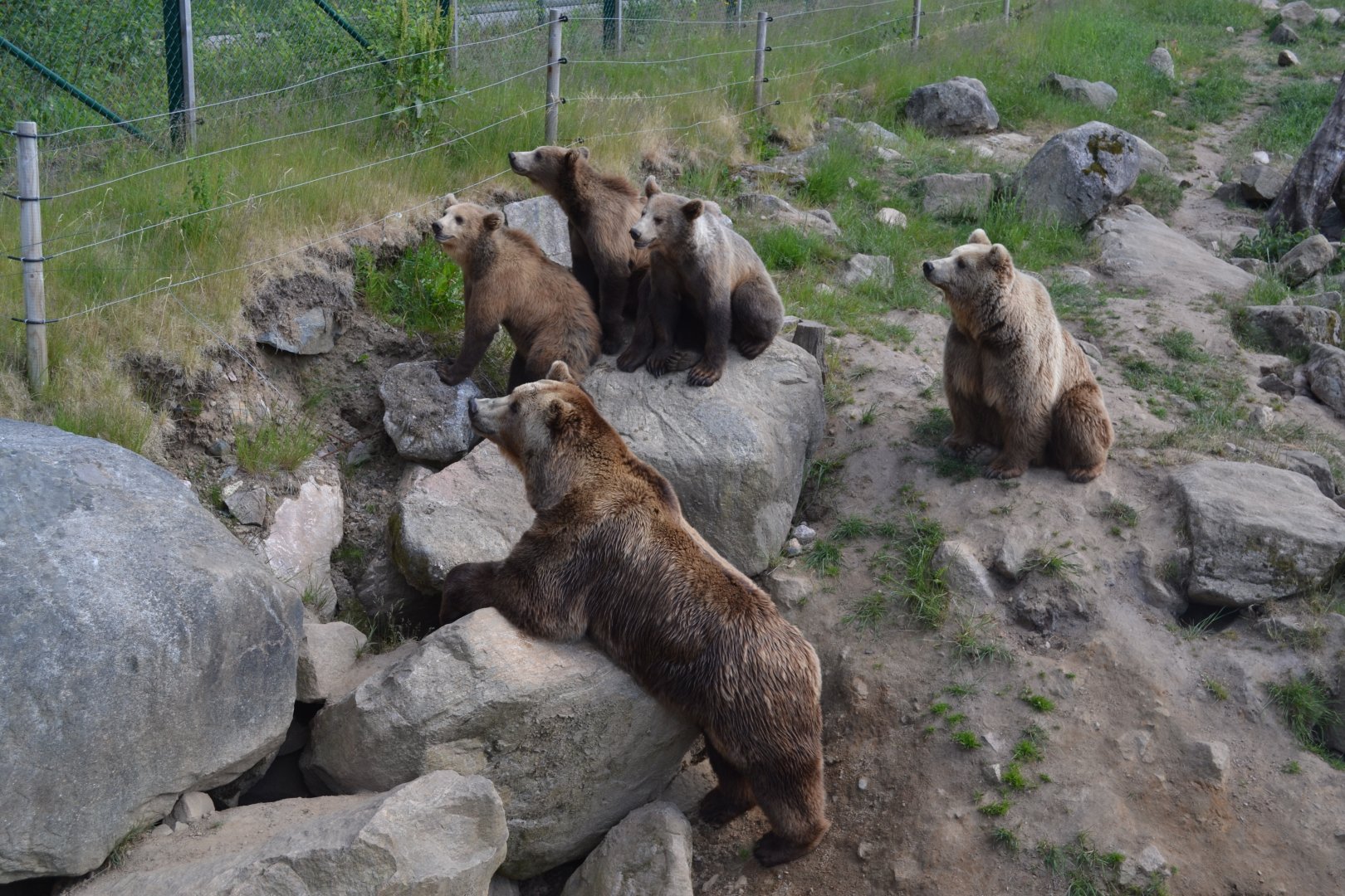 Curious brown bears