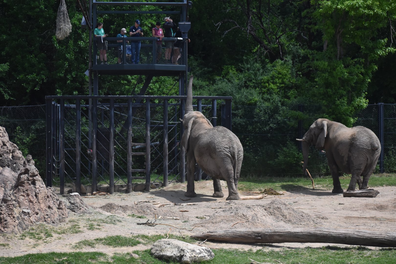 Curious Bush Elephants