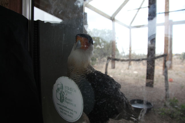 curious caracara