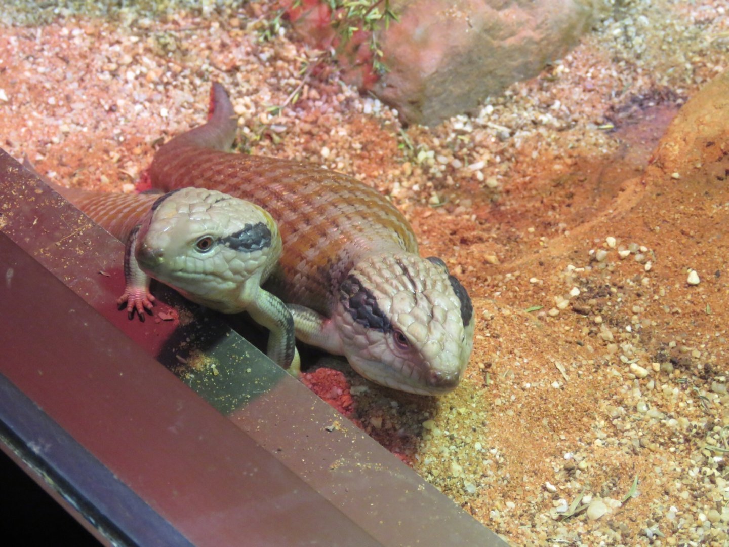 Curious Central Blue Tongue Lizards