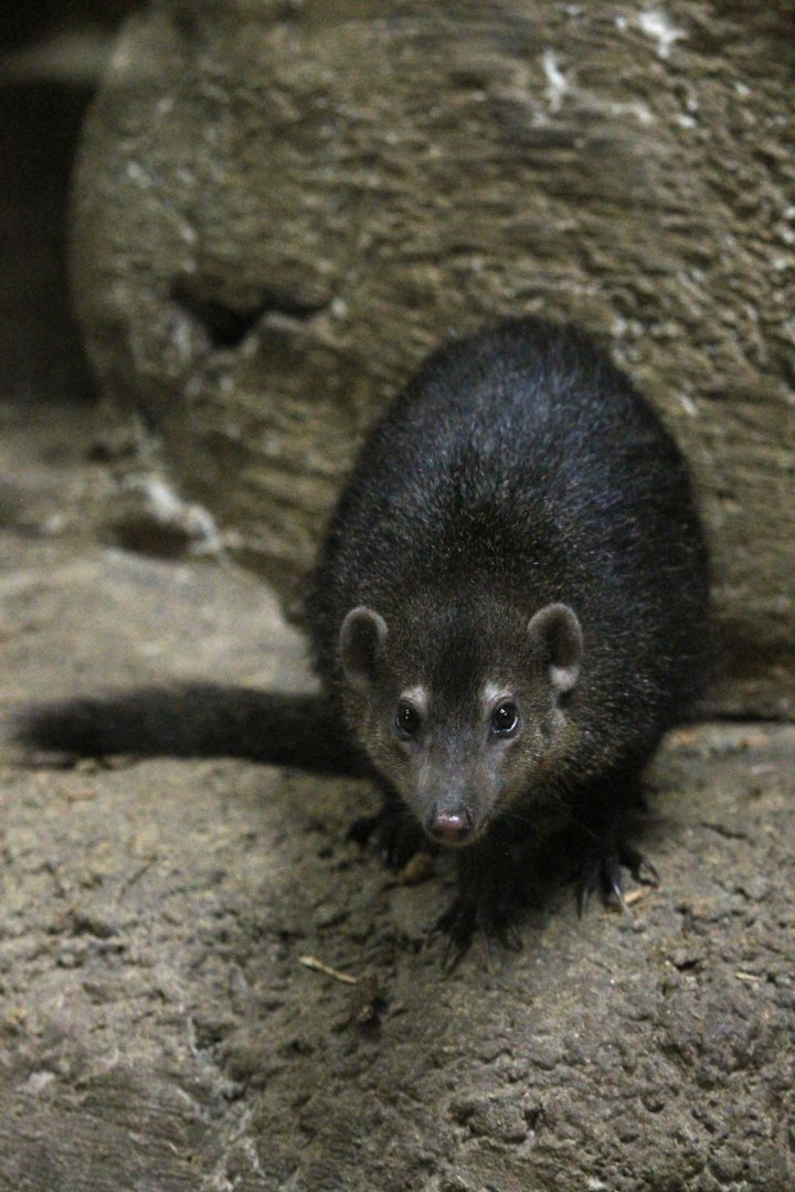 Curious Common Kusimanse