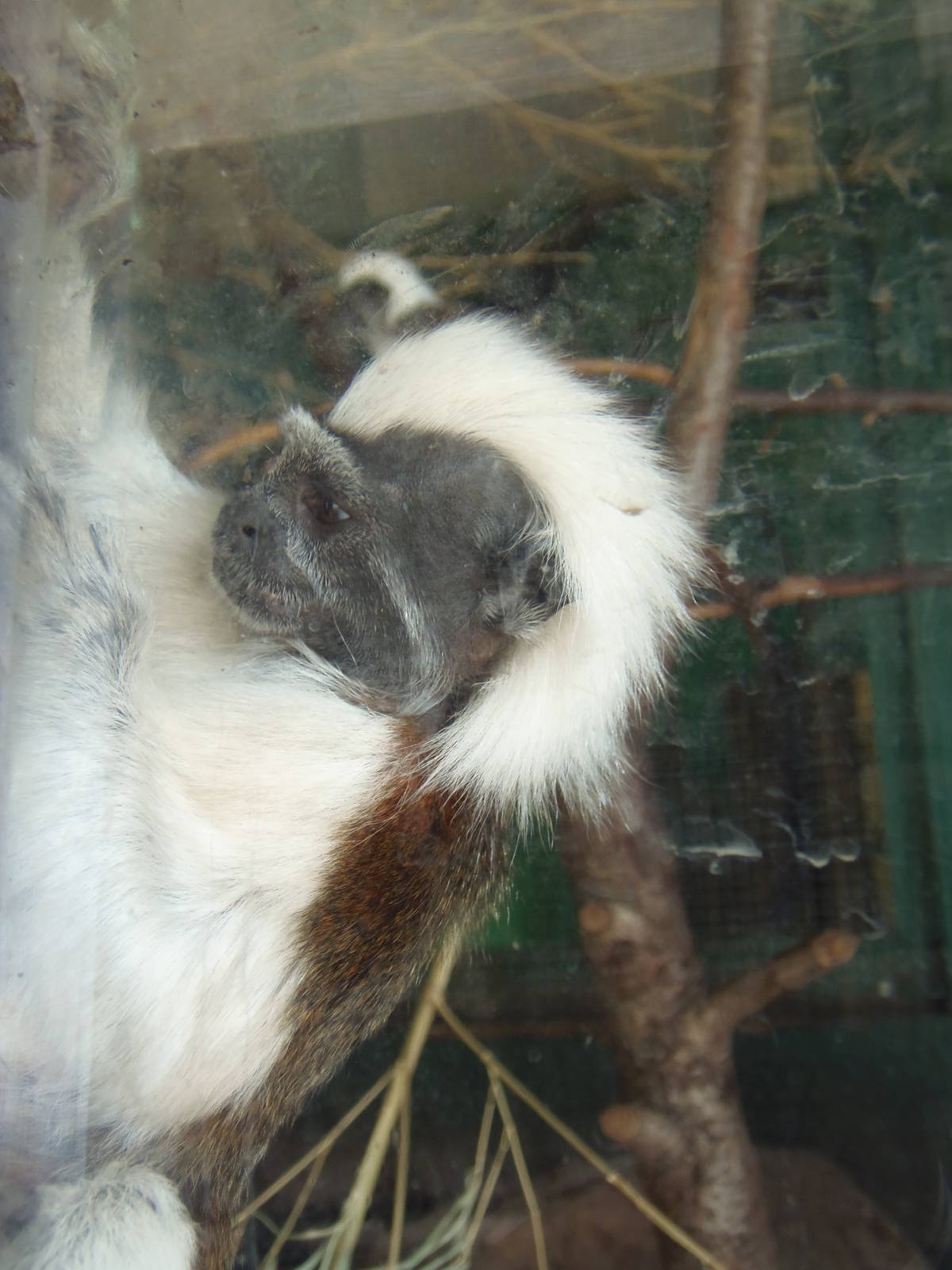 Curious Cotton-Top Tamarin