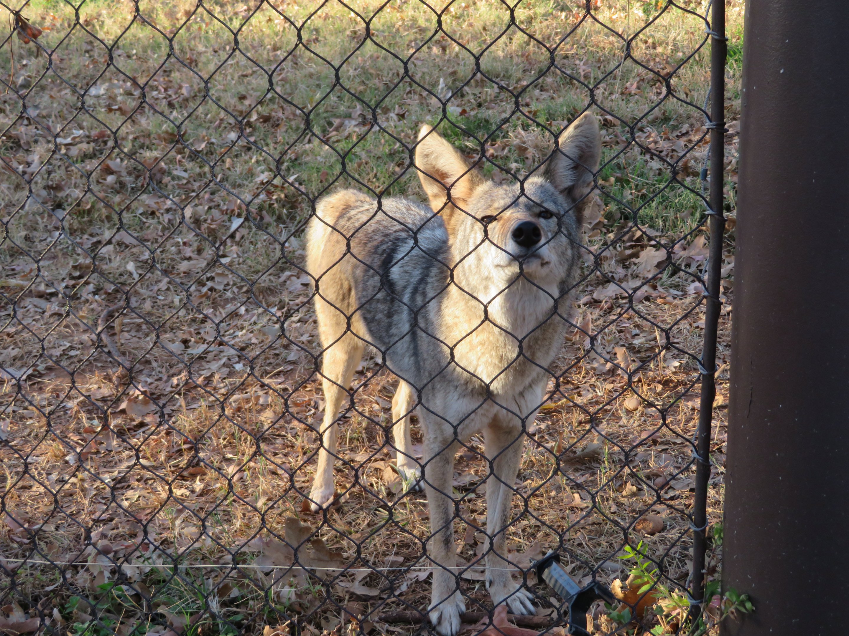 Curious Coyote