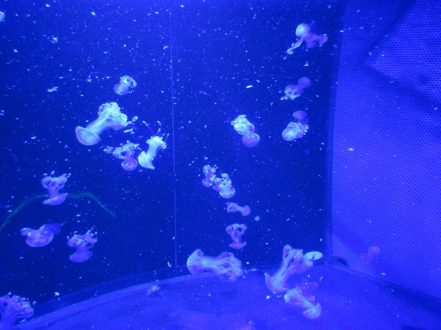 Curious Creatures Construction & Changes Update